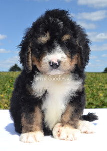 bernedoodles, bernedoodle puppies, bernedoodlees for sale, bernedoodles in canada, tri colour bernedoodles, tri colour, tri colour bernedoodles, tri colour bernedoodles, bernedoodles, bernedoodle breeders, bernedoodle breeders, bernedoodles, bernedoodles, bernedoodles. bernedoodle puppies for sale, berniedoodles, bernadoodles, bernesedoodles, bernedoodles, bernedoodles, bernedoodles, bernedoodle, bernedoodle, bernedoodle, bernedoodle, bernedoodle, bernedoodle puppies, bernedoodle breeders, bernedoodles, bernedoodle puppies, available bernedoodle puppies, available Bernedoodle puppies, tri colour bernedoodle,bernedoodle, bernedoodle, bernedoodle, bernedoodle, bernedoodles, bernedoodle puppies Ontario, bernedoodle, bernedooodle, bernedoodle, bernedoodle, bernedoodle, bernedoodle, bernedoodles, bernedoodle puppies, bernedoodle puppy, bernedoodle breeder in Canada, bernedoodle breeder in Ontario, bernedoodles, bernedoodles for sale, bernedoodles, Willow Brooke Bernedoodles, bernadoodles, available puppies, available Bernedoodle puppies, bernedoodles British Columbia, bernedoodles Alberta, bernedoodles Ontario, bernedoodles Toronto, bernedoodles Quebec, bernedoodles Nova Scotia, bernedoodles Newfoundland, bernedoodles New Brunswick, Bernese mountain dog, labradoodles, goldendoodles, bernedoodles, swiss ridge, swiss ridge kennel, swiss ridge bernedoodles, bernadoodles, berniedoodles, bernedoodles for sale, bernedoodles, bernedoodle, bernedoodle, bernedoodle, bernedoodle, bernedoodle, bernedoodle, bernedoodles, bernedoodles, bernedoodles, bernedoodle, bernedoodle puppy, bernedoodles Toronto, bernedoodles, bernedoodles, bernedoodle, bernedoodles, bernedoodle, bernedoodle, bernedoodle, bernedoodle, bernedoodle, bernedoodle, bernedoodles, bernedoodle, bernedoodles, bernedoodles, bernedoodles, Willow Brooke Bernedoodles, available Bernedoodle puppies, Bernedoodles Canada, bernedoodle, burnadoodle, berniedoodle, bernadoodle, bernadoodle, bernedoodle, bernedoodles, Bernedoodles, Bernese Mountain Dog, Poodle, Standard Poodle, Moyan Poodle, Mini Bernedoodle, Medium Bernedoodle, Standard Bernedoodle, Bernedoodles, bernedoodle, Bernedoodle Canada, bernedoodles bernedoodles bernedoodles, bernedoodles, Willow Brooke Bernedoodles, available bernedoodles, available Bernedoodles, Bernedoodles, bernedoodles, bernedoodle, bernedoodle, bernedoodles, bernedoodle, bernedoodle, bernedoodles, bernedoodle puppy, bernedoodle, bernedoodle, bernedoodles, bernedoodles, bernedoodle, bernedoodle, bernedoodles, bernedoodle puppies, bernedoodle breeder, Ontario bernedoodle puppies, bernedoodles for sale, available bernedoodle puppies, bernedoodle litters, bernedoodles in New York, bernedoodle, bernedoodle puppy, bernedoodle puppies, bernedoodles Ontario, bernedoodle, bernadoodle, bernadoodle, bernedoodles, bernedoodle puppies for sale, puppies for sale, bernedoodle, berniedoodle, bernedoodles in ontario, bernedoodles in Canada