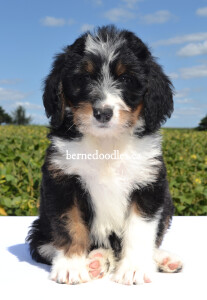 bernedoodles, bernedoodle puppies, bernedoodlees for sale, bernedoodles in canada, tri colour bernedoodles, tri colour, tri colour bernedoodles, tri colour bernedoodles, bernedoodles, bernedoodle breeders, bernedoodle breeders, bernedoodles, bernedoodles, bernedoodles. bernedoodle puppies for sale, berniedoodles, bernadoodles, bernesedoodles, bernedoodles, bernedoodles, bernedoodles, bernedoodle, bernedoodle, bernedoodle, bernedoodle, bernedoodle, bernedoodle puppies, bernedoodle breeders, bernedoodles, bernedoodle puppies, available bernedoodle puppies, available Bernedoodle puppies, tri colour bernedoodle,bernedoodle, bernedoodle, bernedoodle, bernedoodle, bernedoodles, bernedoodle puppies Ontario, bernedoodle, bernedooodle, bernedoodle, bernedoodle, bernedoodle, bernedoodle, bernedoodles, bernedoodle puppies, bernedoodle puppy, bernedoodle breeder in Canada, bernedoodle breeder in Ontario, bernedoodles, bernedoodles for sale, bernedoodles, Willow Brooke Bernedoodles, bernadoodles, available puppies, available Bernedoodle puppies, bernedoodles British Columbia, bernedoodles Alberta, bernedoodles Ontario, bernedoodles Toronto, bernedoodles Quebec, bernedoodles Nova Scotia, bernedoodles Newfoundland, bernedoodles New Brunswick, Bernese mountain dog, labradoodles, goldendoodles, bernedoodles, swiss ridge, swiss ridge kennel, swiss ridge bernedoodles, bernadoodles, berniedoodles, bernedoodles for sale, bernedoodles, bernedoodle, bernedoodle, bernedoodle, bernedoodle, bernedoodle, bernedoodle, bernedoodles, bernedoodles, bernedoodles, bernedoodle, bernedoodle puppy, bernedoodles Toronto, bernedoodles, bernedoodles, bernedoodle, bernedoodles, bernedoodle, bernedoodle, bernedoodle, bernedoodle, bernedoodle, bernedoodle, bernedoodles, bernedoodle, bernedoodles, bernedoodles, bernedoodles, Willow Brooke Bernedoodles, available Bernedoodle puppies, Bernedoodles Canada, bernedoodle, burnadoodle, berniedoodle, bernadoodle, bernadoodle, bernedoodle, bernedoodles, Bernedoodles, Bernese Mountain Dog, Poodle, Standard Poodle, Moyan Poodle, Mini Bernedoodle, Medium Bernedoodle, Standard Bernedoodle, Bernedoodles, bernedoodle, Bernedoodle Canada, bernedoodles bernedoodles bernedoodles, bernedoodles, Willow Brooke Bernedoodles, available bernedoodles, available Bernedoodles, Bernedoodles, bernedoodles, bernedoodle, bernedoodle, bernedoodles, bernedoodle, bernedoodle, bernedoodles, bernedoodle puppy, bernedoodle, bernedoodle, bernedoodles, bernedoodles, bernedoodle, bernedoodle, bernedoodles, bernedoodle puppies, bernedoodle breeder, Ontario bernedoodle puppies, bernedoodles for sale, available bernedoodle puppies, bernedoodle litters, bernedoodles in New York, bernedoodle, bernedoodle puppy, bernedoodle puppies, bernedoodles Ontario, bernedoodle, bernadoodle, bernadoodle, bernedoodles, bernedoodle puppies for sale, puppies for sale, bernedoodle, berniedoodle, bernedoodles in ontario, bernedoodles in Canada