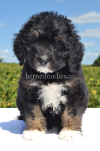 bernedoodles, bernedoodle puppies, bernedoodlees for sale, bernedoodles in canada, tri colour bernedoodles, tri colour, tri colour bernedoodles, tri colour bernedoodles, bernedoodles, bernedoodle breeders, bernedoodle breeders, bernedoodles, bernedoodles, bernedoodles. bernedoodle puppies for sale, berniedoodles, bernadoodles, bernesedoodles, bernedoodles, bernedoodles, bernedoodles, bernedoodle, bernedoodle, bernedoodle, bernedoodle, bernedoodle, bernedoodle puppies, bernedoodle breeders, bernedoodles, bernedoodle puppies, available bernedoodle puppies, available Bernedoodle puppies, tri colour bernedoodle,bernedoodle, bernedoodle, bernedoodle, bernedoodle, bernedoodles, bernedoodle puppies Ontario, bernedoodle, bernedooodle, bernedoodle, bernedoodle, bernedoodle, bernedoodle, bernedoodles, bernedoodle puppies, bernedoodle puppy, bernedoodle breeder in Canada, bernedoodle breeder in Ontario, bernedoodles, bernedoodles for sale, bernedoodles, Willow Brooke Bernedoodles, bernadoodles, available puppies, available Bernedoodle puppies, bernedoodles British Columbia, bernedoodles Alberta, bernedoodles Ontario, bernedoodles Toronto, bernedoodles Quebec, bernedoodles Nova Scotia, bernedoodles Newfoundland, bernedoodles New Brunswick, Bernese mountain dog, labradoodles, goldendoodles, bernedoodles, swiss ridge, swiss ridge kennel, swiss ridge bernedoodles, bernadoodles, berniedoodles, bernedoodles for sale, bernedoodles, bernedoodle, bernedoodle, bernedoodle, bernedoodle, bernedoodle, bernedoodle, bernedoodles, bernedoodles, bernedoodles, bernedoodle, bernedoodle puppy, bernedoodles Toronto, bernedoodles, bernedoodles, bernedoodle, bernedoodles, bernedoodle, bernedoodle, bernedoodle, bernedoodle, bernedoodle, bernedoodle, bernedoodles, bernedoodle, bernedoodles, bernedoodles, bernedoodles, Willow Brooke Bernedoodles, available Bernedoodle puppies, Bernedoodles Canada, bernedoodle, burnadoodle, berniedoodle, bernadoodle, bernadoodle, bernedoodle, bernedoodles, Bernedoodles, Bernese Mountain Dog, Poodle, Standard Poodle, Moyan Poodle, Mini Bernedoodle, Medium Bernedoodle, Standard Bernedoodle, Bernedoodles, bernedoodle, Bernedoodle Canada, bernedoodles bernedoodles bernedoodles, bernedoodles, Willow Brooke Bernedoodles, available bernedoodles, available Bernedoodles, Bernedoodles, bernedoodles, bernedoodle, bernedoodle, bernedoodles, bernedoodle, bernedoodle, bernedoodles, bernedoodle puppy, bernedoodle, bernedoodle, bernedoodles, bernedoodles, bernedoodle, bernedoodle, bernedoodles, bernedoodle puppies, bernedoodle breeder, Ontario bernedoodle puppies, bernedoodles for sale, available bernedoodle puppies, bernedoodle litters, bernedoodles in New York, bernedoodle, bernedoodle puppy, bernedoodle puppies, bernedoodles Ontario, bernedoodle, bernadoodle, bernadoodle, bernedoodles, bernedoodle puppies for sale, puppies for sale, bernedoodle, berniedoodle, bernedoodles in ontario, bernedoodles in Canada