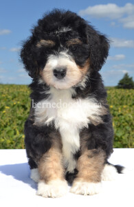 bernedoodles, bernedoodle puppies, bernedoodlees for sale, bernedoodles in canada, tri colour bernedoodles, tri colour, tri colour bernedoodles, tri colour bernedoodles, bernedoodles, bernedoodle breeders, bernedoodle breeders, bernedoodles, bernedoodles, bernedoodles. bernedoodle puppies for sale, berniedoodles, bernadoodles, bernesedoodles, bernedoodles, bernedoodles, bernedoodles, bernedoodle, bernedoodle, bernedoodle, bernedoodle, bernedoodle, bernedoodle puppies, bernedoodle breeders, bernedoodles, bernedoodle puppies, available bernedoodle puppies, available Bernedoodle puppies, tri colour bernedoodle,bernedoodle, bernedoodle, bernedoodle, bernedoodle, bernedoodles, bernedoodle puppies Ontario, bernedoodle, bernedooodle, bernedoodle, bernedoodle, bernedoodle, bernedoodle, bernedoodles, bernedoodle puppies, bernedoodle puppy, bernedoodle breeder in Canada, bernedoodle breeder in Ontario, bernedoodles, bernedoodles for sale, bernedoodles, Willow Brooke Bernedoodles, bernadoodles, available puppies, available Bernedoodle puppies, bernedoodles British Columbia, bernedoodles Alberta, bernedoodles Ontario, bernedoodles Toronto, bernedoodles Quebec, bernedoodles Nova Scotia, bernedoodles Newfoundland, bernedoodles New Brunswick, Bernese mountain dog, labradoodles, goldendoodles, bernedoodles, swiss ridge, swiss ridge kennel, swiss ridge bernedoodles, bernadoodles, berniedoodles, bernedoodles for sale, bernedoodles, bernedoodle, bernedoodle, bernedoodle, bernedoodle, bernedoodle, bernedoodle, bernedoodles, bernedoodles, bernedoodles, bernedoodle, bernedoodle puppy, bernedoodles Toronto, bernedoodles, bernedoodles, bernedoodle, bernedoodles, bernedoodle, bernedoodle, bernedoodle, bernedoodle, bernedoodle, bernedoodle, bernedoodles, bernedoodle, bernedoodles, bernedoodles, bernedoodles, Willow Brooke Bernedoodles, available Bernedoodle puppies, Bernedoodles Canada, bernedoodle, burnadoodle, berniedoodle, bernadoodle, bernadoodle, bernedoodle, bernedoodles, Bernedoodles, Bernese Mountain Dog, Poodle, Standard Poodle, Moyan Poodle, Mini Bernedoodle, Medium Bernedoodle, Standard Bernedoodle, Bernedoodles, bernedoodle, Bernedoodle Canada, bernedoodles bernedoodles bernedoodles, bernedoodles, Willow Brooke Bernedoodles, available bernedoodles, available Bernedoodles, Bernedoodles, bernedoodles, bernedoodle, bernedoodle, bernedoodles, bernedoodle, bernedoodle, bernedoodles, bernedoodle puppy, bernedoodle, bernedoodle, bernedoodles, bernedoodles, bernedoodle, bernedoodle, bernedoodles, bernedoodle puppies, bernedoodle breeder, Ontario bernedoodle puppies, bernedoodles for sale, available bernedoodle puppies, bernedoodle litters, bernedoodles in New York, bernedoodle, bernedoodle puppy, bernedoodle puppies, bernedoodles Ontario, bernedoodle, bernadoodle, bernadoodle, bernedoodles, bernedoodle puppies for sale, puppies for sale, bernedoodle, berniedoodle, bernedoodles in ontario, bernedoodles in Canada