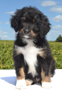 bernedoodles, bernedoodle puppies, bernedoodlees for sale, bernedoodles in canada, tri colour bernedoodles, tri colour, tri colour bernedoodles, tri colour bernedoodles, bernedoodles, bernedoodle breeders, bernedoodle breeders, bernedoodles, bernedoodles, bernedoodles. bernedoodle puppies for sale, berniedoodles, bernadoodles, bernesedoodles, bernedoodles, bernedoodles, bernedoodles, bernedoodle, bernedoodle, bernedoodle, bernedoodle, bernedoodle, bernedoodle puppies, bernedoodle breeders, bernedoodles, bernedoodle puppies, available bernedoodle puppies, available Bernedoodle puppies, tri colour bernedoodle,bernedoodle, bernedoodle, bernedoodle, bernedoodle, bernedoodles, bernedoodle puppies Ontario, bernedoodle, bernedooodle, bernedoodle, bernedoodle, bernedoodle, bernedoodle, bernedoodles, bernedoodle puppies, bernedoodle puppy, bernedoodle breeder in Canada, bernedoodle breeder in Ontario, bernedoodles, bernedoodles for sale, bernedoodles, Willow Brooke Bernedoodles, bernadoodles, available puppies, available Bernedoodle puppies, bernedoodles British Columbia, bernedoodles Alberta, bernedoodles Ontario, bernedoodles Toronto, bernedoodles Quebec, bernedoodles Nova Scotia, bernedoodles Newfoundland, bernedoodles New Brunswick, Bernese mountain dog, labradoodles, goldendoodles, bernedoodles, swiss ridge, swiss ridge kennel, swiss ridge bernedoodles, bernadoodles, berniedoodles, bernedoodles for sale, bernedoodles, bernedoodle, bernedoodle, bernedoodle, bernedoodle, bernedoodle, bernedoodle, bernedoodles, bernedoodles, bernedoodles, bernedoodle, bernedoodle puppy, bernedoodles Toronto, bernedoodles, bernedoodles, bernedoodle, bernedoodles, bernedoodle, bernedoodle, bernedoodle, bernedoodle, bernedoodle, bernedoodle, bernedoodles, bernedoodle, bernedoodles, bernedoodles, bernedoodles, Willow Brooke Bernedoodles, available Bernedoodle puppies, Bernedoodles Canada, bernedoodle, burnadoodle, berniedoodle, bernadoodle, bernadoodle, bernedoodle, bernedoodles, Bernedoodles, Bernese Mountain Dog, Poodle, Standard Poodle, Moyan Poodle, Mini Bernedoodle, Medium Bernedoodle, Standard Bernedoodle, Bernedoodles, bernedoodle, Bernedoodle Canada, bernedoodles bernedoodles bernedoodles, bernedoodles, Willow Brooke Bernedoodles, available bernedoodles, available Bernedoodles, Bernedoodles, bernedoodles, bernedoodle, bernedoodle, bernedoodles, bernedoodle, bernedoodle, bernedoodles, bernedoodle puppy, bernedoodle, bernedoodle, bernedoodles, bernedoodles, bernedoodle, bernedoodle, bernedoodles, bernedoodle puppies, bernedoodle breeder, Ontario bernedoodle puppies, bernedoodles for sale, available bernedoodle puppies, bernedoodle litters, bernedoodles in New York, bernedoodle, bernedoodle puppy, bernedoodle puppies, bernedoodles Ontario, bernedoodle, bernadoodle, bernadoodle, bernedoodles, bernedoodle puppies for sale, puppies for sale, bernedoodle, berniedoodle, bernedoodles in ontario, bernedoodles in Canada