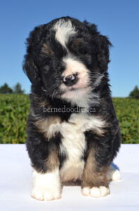 bernedoodles, bernedoodle puppies, bernedoodlees for sale, bernedoodles in canada, tri colour bernedoodles, tri colour, tri colour bernedoodles, tri colour bernedoodles, bernedoodles, bernedoodle breeders, bernedoodle breeders, bernedoodles, bernedoodles, bernedoodles. bernedoodle puppies for sale, berniedoodles, bernadoodles, bernesedoodles, bernedoodles, bernedoodles, bernedoodles, bernedoodle, bernedoodle, bernedoodle, bernedoodle, bernedoodle, bernedoodle puppies, bernedoodle breeders, bernedoodles, bernedoodle puppies, available bernedoodle puppies, available Bernedoodle puppies, tri colour bernedoodle,bernedoodle, bernedoodle, bernedoodle, bernedoodle, bernedoodles, bernedoodle puppies Ontario, bernedoodle, bernedooodle, bernedoodle, bernedoodle, bernedoodle, bernedoodle, bernedoodles, bernedoodle puppies, bernedoodle puppy, bernedoodle breeder in Canada, bernedoodle breeder in Ontario, bernedoodles, bernedoodles for sale, bernedoodles, Willow Brooke Bernedoodles, bernadoodles, available puppies, available Bernedoodle puppies, bernedoodles British Columbia, bernedoodles Alberta, bernedoodles Ontario, bernedoodles Toronto, bernedoodles Quebec, bernedoodles Nova Scotia, bernedoodles Newfoundland, bernedoodles New Brunswick, Bernese mountain dog, labradoodles, goldendoodles, bernedoodles, swiss ridge, swiss ridge kennel, swiss ridge bernedoodles, bernadoodles, berniedoodles, bernedoodles for sale, bernedoodles, bernedoodle, bernedoodle, bernedoodle, bernedoodle, bernedoodle, bernedoodle, bernedoodles, bernedoodles, bernedoodles, bernedoodle, bernedoodle puppy, bernedoodles Toronto, bernedoodles, bernedoodles, bernedoodle, bernedoodles, bernedoodle, bernedoodle, bernedoodle, bernedoodle, bernedoodle, bernedoodle, bernedoodles, bernedoodle, bernedoodles, bernedoodles, bernedoodles, Willow Brooke Bernedoodles, available Bernedoodle puppies, Bernedoodles Canada, bernedoodle, burnadoodle, berniedoodle, bernadoodle, bernadoodle, bernedoodle, bernedoodles, Bernedoodles, Bernese Mountain Dog, Poodle, Standard Poodle, Moyan Poodle, Mini Bernedoodle, Medium Bernedoodle, Standard Bernedoodle, Bernedoodles, bernedoodle, Bernedoodle Canada, bernedoodles bernedoodles bernedoodles, bernedoodles, Willow Brooke Bernedoodles, available bernedoodles, available Bernedoodles, Bernedoodles, bernedoodles, bernedoodle, bernedoodle, bernedoodles, bernedoodle, bernedoodle, bernedoodles, bernedoodle puppy, bernedoodle, bernedoodle, bernedoodles, bernedoodles, bernedoodle, bernedoodle, bernedoodles, bernedoodle puppies, bernedoodle breeder, Ontario bernedoodle puppies, bernedoodles for sale, available bernedoodle puppies, bernedoodle litters, bernedoodles in New York, bernedoodle, bernedoodle puppy, bernedoodle puppies, bernedoodles Ontario, bernedoodle, bernadoodle, bernadoodle, bernedoodles, bernedoodle puppies for sale, puppies for sale, bernedoodle, berniedoodle, bernedoodles in ontario, bernedoodles in Canada