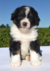 bernedoodles, bernedoodle puppies, bernedoodlees for sale, bernedoodles in canada, tri colour bernedoodles, tri colour, tri colour bernedoodles, tri colour bernedoodles, bernedoodles, bernedoodle breeders, bernedoodle breeders, bernedoodles, bernedoodles, bernedoodles. bernedoodle puppies for sale, berniedoodles, bernadoodles, bernesedoodles, bernedoodles, bernedoodles, bernedoodles, bernedoodle, bernedoodle, bernedoodle, bernedoodle, bernedoodle, bernedoodle puppies, bernedoodle breeders, bernedoodles, bernedoodle puppies, available bernedoodle puppies, available Bernedoodle puppies, tri colour bernedoodle,bernedoodle, bernedoodle, bernedoodle, bernedoodle, bernedoodles, bernedoodle puppies Ontario, bernedoodle, bernedooodle, bernedoodle, bernedoodle, bernedoodle, bernedoodle, bernedoodles, bernedoodle puppies, bernedoodle puppy, bernedoodle breeder in Canada, bernedoodle breeder in Ontario, bernedoodles, bernedoodles for sale, bernedoodles, Willow Brooke Bernedoodles, bernadoodles, available puppies, available Bernedoodle puppies, bernedoodles British Columbia, bernedoodles Alberta, bernedoodles Ontario, bernedoodles Toronto, bernedoodles Quebec, bernedoodles Nova Scotia, bernedoodles Newfoundland, bernedoodles New Brunswick, Bernese mountain dog, labradoodles, goldendoodles, bernedoodles, swiss ridge, swiss ridge kennel, swiss ridge bernedoodles, bernadoodles, berniedoodles, bernedoodles for sale, bernedoodles, bernedoodle, bernedoodle, bernedoodle, bernedoodle, bernedoodle, bernedoodle, bernedoodles, bernedoodles, bernedoodles, bernedoodle, bernedoodle puppy, bernedoodles Toronto, bernedoodles, bernedoodles, bernedoodle, bernedoodles, bernedoodle, bernedoodle, bernedoodle, bernedoodle, bernedoodle, bernedoodle, bernedoodles, bernedoodle, bernedoodles, bernedoodles, bernedoodles, Willow Brooke Bernedoodles, available Bernedoodle puppies, Bernedoodles Canada, bernedoodle, burnadoodle, berniedoodle, bernadoodle, bernadoodle, bernedoodle, bernedoodles, Bernedoodles, Bernese Mountain Dog, Poodle, Standard Poodle, Moyan Poodle, Mini Bernedoodle, Medium Bernedoodle, Standard Bernedoodle, Bernedoodles, bernedoodle, Bernedoodle Canada, bernedoodles bernedoodles bernedoodles, bernedoodles, Willow Brooke Bernedoodles, available bernedoodles, available Bernedoodles, Bernedoodles, bernedoodles, bernedoodle, bernedoodle, bernedoodles, bernedoodle, bernedoodle, bernedoodles, bernedoodle puppy, bernedoodle, bernedoodle, bernedoodles, bernedoodles, bernedoodle, bernedoodle, bernedoodles, bernedoodle puppies, bernedoodle breeder, Ontario bernedoodle puppies, bernedoodles for sale, available bernedoodle puppies, bernedoodle litters, bernedoodles in New York, bernedoodle, bernedoodle puppy, bernedoodle puppies, bernedoodles Ontario, bernedoodle, bernadoodle, bernadoodle, bernedoodles, bernedoodle puppies for sale, puppies for sale, bernedoodle, berniedoodle, bernedoodles in ontario, bernedoodles in Canada