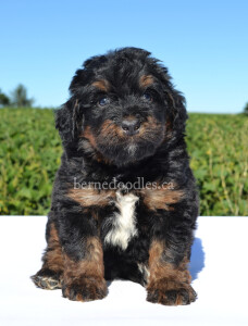 bernedoodles, bernedoodle puppies, bernedoodlees for sale, bernedoodles in canada, tri colour bernedoodles, tri colour, tri colour bernedoodles, tri colour bernedoodles, bernedoodles, bernedoodle breeders, bernedoodle breeders, bernedoodles, bernedoodles, bernedoodles. bernedoodle puppies for sale, berniedoodles, bernadoodles, bernesedoodles, bernedoodles, bernedoodles, bernedoodles, bernedoodle, bernedoodle, bernedoodle, bernedoodle, bernedoodle, bernedoodle puppies, bernedoodle breeders, bernedoodles, bernedoodle puppies, available bernedoodle puppies, available Bernedoodle puppies, tri colour bernedoodle,bernedoodle, bernedoodle, bernedoodle, bernedoodle, bernedoodles, bernedoodle puppies Ontario, bernedoodle, bernedooodle, bernedoodle, bernedoodle, bernedoodle, bernedoodle, bernedoodles, bernedoodle puppies, bernedoodle puppy, bernedoodle breeder in Canada, bernedoodle breeder in Ontario, bernedoodles, bernedoodles for sale, bernedoodles, Willow Brooke Bernedoodles, bernadoodles, available puppies, available Bernedoodle puppies, bernedoodles British Columbia, bernedoodles Alberta, bernedoodles Ontario, bernedoodles Toronto, bernedoodles Quebec, bernedoodles Nova Scotia, bernedoodles Newfoundland, bernedoodles New Brunswick, Bernese mountain dog, labradoodles, goldendoodles, bernedoodles, swiss ridge, swiss ridge kennel, swiss ridge bernedoodles, bernadoodles, berniedoodles, bernedoodles for sale, bernedoodles, bernedoodle, bernedoodle, bernedoodle, bernedoodle, bernedoodle, bernedoodle, bernedoodles, bernedoodles, bernedoodles, bernedoodle, bernedoodle puppy, bernedoodles Toronto, bernedoodles, bernedoodles, bernedoodle, bernedoodles, bernedoodle, bernedoodle, bernedoodle, bernedoodle, bernedoodle, bernedoodle, bernedoodles, bernedoodle, bernedoodles, bernedoodles, bernedoodles, Willow Brooke Bernedoodles, available Bernedoodle puppies, Bernedoodles Canada, bernedoodle, burnadoodle, berniedoodle, bernadoodle, bernadoodle, bernedoodle, bernedoodles, Bernedoodles, Bernese Mountain Dog, Poodle, Standard Poodle, Moyan Poodle, Mini Bernedoodle, Medium Bernedoodle, Standard Bernedoodle, Bernedoodles, bernedoodle, Bernedoodle Canada, bernedoodles bernedoodles bernedoodles, bernedoodles, Willow Brooke Bernedoodles, available bernedoodles, available Bernedoodles, Bernedoodles, bernedoodles, bernedoodle, bernedoodle, bernedoodles, bernedoodle, bernedoodle, bernedoodles, bernedoodle puppy, bernedoodle, bernedoodle, bernedoodles, bernedoodles, bernedoodle, bernedoodle, bernedoodles, bernedoodle puppies, bernedoodle breeder, Ontario bernedoodle puppies, bernedoodles for sale, available bernedoodle puppies, bernedoodle litters, bernedoodles in New York, bernedoodle, bernedoodle puppy, bernedoodle puppies, bernedoodles Ontario, bernedoodle, bernadoodle, bernadoodle, bernedoodles, bernedoodle puppies for sale, puppies for sale, bernedoodle, berniedoodle, bernedoodles in ontario, bernedoodles in Canada