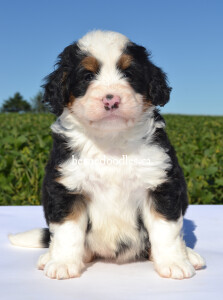 bernedoodles, bernedoodle puppies, bernedoodlees for sale, bernedoodles in canada, tri colour bernedoodles, tri colour, tri colour bernedoodles, tri colour bernedoodles, bernedoodles, bernedoodle breeders, bernedoodle breeders, bernedoodles, bernedoodles, bernedoodles. bernedoodle puppies for sale, berniedoodles, bernadoodles, bernesedoodles, bernedoodles, bernedoodles, bernedoodles, bernedoodle, bernedoodle, bernedoodle, bernedoodle, bernedoodle, bernedoodle puppies, bernedoodle breeders, bernedoodles, bernedoodle puppies, available bernedoodle puppies, available Bernedoodle puppies, tri colour bernedoodle,bernedoodle, bernedoodle, bernedoodle, bernedoodle, bernedoodles, bernedoodle puppies Ontario, bernedoodle, bernedooodle, bernedoodle, bernedoodle, bernedoodle, bernedoodle, bernedoodles, bernedoodle puppies, bernedoodle puppy, bernedoodle breeder in Canada, bernedoodle breeder in Ontario, bernedoodles, bernedoodles for sale, bernedoodles, Willow Brooke Bernedoodles, bernadoodles, available puppies, available Bernedoodle puppies, bernedoodles British Columbia, bernedoodles Alberta, bernedoodles Ontario, bernedoodles Toronto, bernedoodles Quebec, bernedoodles Nova Scotia, bernedoodles Newfoundland, bernedoodles New Brunswick, Bernese mountain dog, labradoodles, goldendoodles, bernedoodles, swiss ridge, swiss ridge kennel, swiss ridge bernedoodles, bernadoodles, berniedoodles, bernedoodles for sale, bernedoodles, bernedoodle, bernedoodle, bernedoodle, bernedoodle, bernedoodle, bernedoodle, bernedoodles, bernedoodles, bernedoodles, bernedoodle, bernedoodle puppy, bernedoodles Toronto, bernedoodles, bernedoodles, bernedoodle, bernedoodles, bernedoodle, bernedoodle, bernedoodle, bernedoodle, bernedoodle, bernedoodle, bernedoodles, bernedoodle, bernedoodles, bernedoodles, bernedoodles, Willow Brooke Bernedoodles, available Bernedoodle puppies, Bernedoodles Canada, bernedoodle, burnadoodle, berniedoodle, bernadoodle, bernadoodle, bernedoodle, bernedoodles, Bernedoodles, Bernese Mountain Dog, Poodle, Standard Poodle, Moyan Poodle, Mini Bernedoodle, Medium Bernedoodle, Standard Bernedoodle, Bernedoodles, bernedoodle, Bernedoodle Canada, bernedoodles bernedoodles bernedoodles, bernedoodles, Willow Brooke Bernedoodles, available bernedoodles, available Bernedoodles, Bernedoodles, bernedoodles, bernedoodle, bernedoodle, bernedoodles, bernedoodle, bernedoodle, bernedoodles, bernedoodle puppy, bernedoodle, bernedoodle, bernedoodles, bernedoodles, bernedoodle, bernedoodle, bernedoodles, bernedoodle puppies, bernedoodle breeder, Ontario bernedoodle puppies, bernedoodles for sale, available bernedoodle puppies, bernedoodle litters, bernedoodles in New York, bernedoodle, bernedoodle puppy, bernedoodle puppies, bernedoodles Ontario, bernedoodle, bernadoodle, bernadoodle, bernedoodles, bernedoodle puppies for sale, puppies for sale, bernedoodle, berniedoodle, bernedoodles in ontario, bernedoodles in Canada