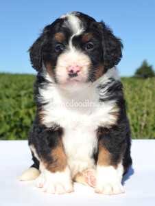 bernedoodles, bernedoodle puppies, bernedoodlees for sale, bernedoodles in canada, tri colour bernedoodles, tri colour, tri colour bernedoodles, tri colour bernedoodles, bernedoodles, bernedoodle breeders, bernedoodle breeders, bernedoodles, bernedoodles, bernedoodles. bernedoodle puppies for sale, berniedoodles, bernadoodles, bernesedoodles, bernedoodles, bernedoodles, bernedoodles, bernedoodle, bernedoodle, bernedoodle, bernedoodle, bernedoodle, bernedoodle puppies, bernedoodle breeders, bernedoodles, bernedoodle puppies, available bernedoodle puppies, available Bernedoodle puppies, tri colour bernedoodle,bernedoodle, bernedoodle, bernedoodle, bernedoodle, bernedoodles, bernedoodle puppies Ontario, bernedoodle, bernedooodle, bernedoodle, bernedoodle, bernedoodle, bernedoodle, bernedoodles, bernedoodle puppies, bernedoodle puppy, bernedoodle breeder in Canada, bernedoodle breeder in Ontario, bernedoodles, bernedoodles for sale, bernedoodles, Willow Brooke Bernedoodles, bernadoodles, available puppies, available Bernedoodle puppies, bernedoodles British Columbia, bernedoodles Alberta, bernedoodles Ontario, bernedoodles Toronto, bernedoodles Quebec, bernedoodles Nova Scotia, bernedoodles Newfoundland, bernedoodles New Brunswick, Bernese mountain dog, labradoodles, goldendoodles, bernedoodles, swiss ridge, swiss ridge kennel, swiss ridge bernedoodles, bernadoodles, berniedoodles, bernedoodles for sale, bernedoodles, bernedoodle, bernedoodle, bernedoodle, bernedoodle, bernedoodle, bernedoodle, bernedoodles, bernedoodles, bernedoodles, bernedoodle, bernedoodle puppy, bernedoodles Toronto, bernedoodles, bernedoodles, bernedoodle, bernedoodles, bernedoodle, bernedoodle, bernedoodle, bernedoodle, bernedoodle, bernedoodle, bernedoodles, bernedoodle, bernedoodles, bernedoodles, bernedoodles, Willow Brooke Bernedoodles, available Bernedoodle puppies, Bernedoodles Canada, bernedoodle, burnadoodle, berniedoodle, bernadoodle, bernadoodle, bernedoodle, bernedoodles, Bernedoodles, Bernese Mountain Dog, Poodle, Standard Poodle, Moyan Poodle, Mini Bernedoodle, Medium Bernedoodle, Standard Bernedoodle, Bernedoodles, bernedoodle, Bernedoodle Canada, bernedoodles bernedoodles bernedoodles, bernedoodles, Willow Brooke Bernedoodles, available bernedoodles, available Bernedoodles, Bernedoodles, bernedoodles, bernedoodle, bernedoodle, bernedoodles, bernedoodle, bernedoodle, bernedoodles, bernedoodle puppy, bernedoodle, bernedoodle, bernedoodles, bernedoodles, bernedoodle, bernedoodle, bernedoodles, bernedoodle puppies, bernedoodle breeder, Ontario bernedoodle puppies, bernedoodles for sale, available bernedoodle puppies, bernedoodle litters, bernedoodles in New York, bernedoodle, bernedoodle puppy, bernedoodle puppies, bernedoodles Ontario, bernedoodle, bernadoodle, bernadoodle, bernedoodles, bernedoodle puppies for sale, puppies for sale, bernedoodle, berniedoodle, bernedoodles in ontario, bernedoodles in Canada