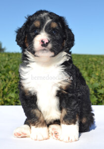 bernedoodles, bernedoodle puppies, bernedoodlees for sale, bernedoodles in canada, tri colour bernedoodles, tri colour, tri colour bernedoodles, tri colour bernedoodles, bernedoodles, bernedoodle breeders, bernedoodle breeders, bernedoodles, bernedoodles, bernedoodles. bernedoodle puppies for sale, berniedoodles, bernadoodles, bernesedoodles, bernedoodles, bernedoodles, bernedoodles, bernedoodle, bernedoodle, bernedoodle, bernedoodle, bernedoodle, bernedoodle puppies, bernedoodle breeders, bernedoodles, bernedoodle puppies, available bernedoodle puppies, available Bernedoodle puppies, tri colour bernedoodle,bernedoodle, bernedoodle, bernedoodle, bernedoodle, bernedoodles, bernedoodle puppies Ontario, bernedoodle, bernedooodle, bernedoodle, bernedoodle, bernedoodle, bernedoodle, bernedoodles, bernedoodle puppies, bernedoodle puppy, bernedoodle breeder in Canada, bernedoodle breeder in Ontario, bernedoodles, bernedoodles for sale, bernedoodles, Willow Brooke Bernedoodles, bernadoodles, available puppies, available Bernedoodle puppies, bernedoodles British Columbia, bernedoodles Alberta, bernedoodles Ontario, bernedoodles Toronto, bernedoodles Quebec, bernedoodles Nova Scotia, bernedoodles Newfoundland, bernedoodles New Brunswick, Bernese mountain dog, labradoodles, goldendoodles, bernedoodles, swiss ridge, swiss ridge kennel, swiss ridge bernedoodles, bernadoodles, berniedoodles, bernedoodles for sale, bernedoodles, bernedoodle, bernedoodle, bernedoodle, bernedoodle, bernedoodle, bernedoodle, bernedoodles, bernedoodles, bernedoodles, bernedoodle, bernedoodle puppy, bernedoodles Toronto, bernedoodles, bernedoodles, bernedoodle, bernedoodles, bernedoodle, bernedoodle, bernedoodle, bernedoodle, bernedoodle, bernedoodle, bernedoodles, bernedoodle, bernedoodles, bernedoodles, bernedoodles, Willow Brooke Bernedoodles, available Bernedoodle puppies, Bernedoodles Canada, bernedoodle, burnadoodle, berniedoodle, bernadoodle, bernadoodle, bernedoodle, bernedoodles, Bernedoodles, Bernese Mountain Dog, Poodle, Standard Poodle, Moyan Poodle, Mini Bernedoodle, Medium Bernedoodle, Standard Bernedoodle, Bernedoodles, bernedoodle, Bernedoodle Canada, bernedoodles bernedoodles bernedoodles, bernedoodles, Willow Brooke Bernedoodles, available bernedoodles, available Bernedoodles, Bernedoodles, bernedoodles, bernedoodle, bernedoodle, bernedoodles, bernedoodle, bernedoodle, bernedoodles, bernedoodle puppy, bernedoodle, bernedoodle, bernedoodles, bernedoodles, bernedoodle, bernedoodle, bernedoodles, bernedoodle puppies, bernedoodle breeder, Ontario bernedoodle puppies, bernedoodles for sale, available bernedoodle puppies, bernedoodle litters, bernedoodles in New York, bernedoodle, bernedoodle puppy, bernedoodle puppies, bernedoodles Ontario, bernedoodle, bernadoodle, bernadoodle, bernedoodles, bernedoodle puppies for sale, puppies for sale, bernedoodle, berniedoodle, bernedoodles in ontario, bernedoodles in Canada