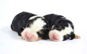 bernedoodles, bernedoodle puppies, bernedoodlees for sale, bernedoodles in canada, tri colour bernedoodles, tri colour, tri colour bernedoodles, tri colour bernedoodles, bernedoodles, bernedoodle breeders, bernedoodle breeders, bernedoodles, bernedoodles, bernedoodles. bernedoodle puppies for sale, berniedoodles, bernadoodles, bernesedoodles, bernedoodles, bernedoodles, bernedoodles, bernedoodle, bernedoodle, bernedoodle, bernedoodle, bernedoodle, bernedoodle puppies, bernedoodle breeders, bernedoodles, bernedoodle puppies, available bernedoodle puppies, available Bernedoodle puppies, tri colour bernedoodle,bernedoodle, bernedoodle, bernedoodle, bernedoodle, bernedoodles, bernedoodle puppies Ontario, bernedoodle, bernedooodle, bernedoodle, bernedoodle, bernedoodle, bernedoodle, bernedoodles, bernedoodle puppies, bernedoodle puppy, bernedoodle breeder in Canada, bernedoodle breeder in Ontario, bernedoodles, bernedoodles for sale, bernedoodles, Willow Brooke Bernedoodles, bernadoodles, available puppies, available Bernedoodle puppies, bernedoodles British Columbia, bernedoodles Alberta, bernedoodles Ontario, bernedoodles Toronto, bernedoodles Quebec, bernedoodles Nova Scotia, bernedoodles Newfoundland, bernedoodles New Brunswick, Bernese mountain dog, labradoodles, goldendoodles, bernedoodles, swiss ridge, swiss ridge kennel, swiss ridge bernedoodles, bernadoodles, berniedoodles, bernedoodles for sale, bernedoodles, bernedoodle, bernedoodle, bernedoodle, bernedoodle, bernedoodle, bernedoodle, bernedoodles, bernedoodles, bernedoodles, bernedoodle, bernedoodle puppy, bernedoodles Toronto, bernedoodles, bernedoodles, bernedoodle, bernedoodles, bernedoodle, bernedoodle, bernedoodle, bernedoodle, bernedoodle, bernedoodle, bernedoodles, bernedoodle, bernedoodles, bernedoodles, bernedoodles, Willow Brooke Bernedoodles, available Bernedoodle puppies, Bernedoodles Canada, bernedoodle, burnadoodle, berniedoodle, bernadoodle, bernadoodle, bernedoodle, bernedoodles, Bernedoodles, Bernese Mountain Dog, Poodle, Standard Poodle, Moyan Poodle, Mini Bernedoodle, Medium Bernedoodle, Standard Bernedoodle, Bernedoodles, bernedoodle, Bernedoodle Canada, bernedoodles bernedoodles bernedoodles, bernedoodles, Willow Brooke Bernedoodles, available bernedoodles, available Bernedoodles, Bernedoodles, bernedoodles, bernedoodle, bernedoodle, bernedoodles, bernedoodle, bernedoodle, bernedoodles, bernedoodle puppy, bernedoodle, bernedoodle, bernedoodles, bernedoodles, bernedoodle, bernedoodle, bernedoodles, bernedoodle puppies, bernedoodle breeder, Ontario bernedoodle puppies, bernedoodles for sale, available bernedoodle puppies, bernedoodle litters, bernedoodles in New York, bernedoodle, bernedoodle puppy, bernedoodle puppies, bernedoodles Ontario, bernedoodle, bernadoodle, bernadoodle, bernedoodles, bernedoodle puppies for sale, puppies for sale, bernedoodle, berniedoodle, bernedoodles in ontario, bernedoodles in Canada