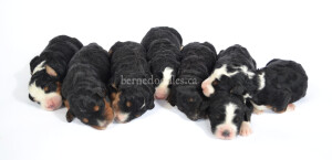 bernedoodles, bernedoodle puppies, bernedoodlees for sale, bernedoodles in canada, tri colour bernedoodles, tri colour, tri colour bernedoodles, tri colour bernedoodles, bernedoodles, bernedoodle breeders, bernedoodle breeders, bernedoodles, bernedoodles, bernedoodles. bernedoodle puppies for sale, berniedoodles, bernadoodles, bernesedoodles, bernedoodles, bernedoodles, bernedoodles, bernedoodle, bernedoodle, bernedoodle, bernedoodle, bernedoodle, bernedoodle puppies, bernedoodle breeders, bernedoodles, bernedoodle puppies, available bernedoodle puppies, available Bernedoodle puppies, tri colour bernedoodle,bernedoodle, bernedoodle, bernedoodle, bernedoodle, bernedoodles, bernedoodle puppies Ontario, bernedoodle, bernedooodle, bernedoodle, bernedoodle, bernedoodle, bernedoodle, bernedoodles, bernedoodle puppies, bernedoodle puppy, bernedoodle breeder in Canada, bernedoodle breeder in Ontario, bernedoodles, bernedoodles for sale, bernedoodles, Willow Brooke Bernedoodles, bernadoodles, available puppies, available Bernedoodle puppies, bernedoodles British Columbia, bernedoodles Alberta, bernedoodles Ontario, bernedoodles Toronto, bernedoodles Quebec, bernedoodles Nova Scotia, bernedoodles Newfoundland, bernedoodles New Brunswick, Bernese mountain dog, labradoodles, goldendoodles, bernedoodles, swiss ridge, swiss ridge kennel, swiss ridge bernedoodles, bernadoodles, berniedoodles, bernedoodles for sale, bernedoodles, bernedoodle, bernedoodle, bernedoodle, bernedoodle, bernedoodle, bernedoodle, bernedoodles, bernedoodles, bernedoodles, bernedoodle, bernedoodle puppy, bernedoodles Toronto, bernedoodles, bernedoodles, bernedoodle, bernedoodles, bernedoodle, bernedoodle, bernedoodle, bernedoodle, bernedoodle, bernedoodle, bernedoodles, bernedoodle, bernedoodles, bernedoodles, bernedoodles, Willow Brooke Bernedoodles, available Bernedoodle puppies, Bernedoodles Canada, bernedoodle, burnadoodle, berniedoodle, bernadoodle, bernadoodle, bernedoodle, bernedoodles, Bernedoodles, Bernese Mountain Dog, Poodle, Standard Poodle, Moyan Poodle, Mini Bernedoodle, Medium Bernedoodle, Standard Bernedoodle, Bernedoodles, bernedoodle, Bernedoodle Canada, bernedoodles bernedoodles bernedoodles, bernedoodles, Willow Brooke Bernedoodles, available bernedoodles, available Bernedoodles, Bernedoodles, bernedoodles, bernedoodle, bernedoodle, bernedoodles, bernedoodle, bernedoodle, bernedoodles, bernedoodle puppy, bernedoodle, bernedoodle, bernedoodles, bernedoodles, bernedoodle, bernedoodle, bernedoodles, bernedoodle puppies, bernedoodle breeder, Ontario bernedoodle puppies, bernedoodles for sale, available bernedoodle puppies, bernedoodle litters, bernedoodles in New York, bernedoodle, bernedoodle puppy, bernedoodle puppies, bernedoodles Ontario, bernedoodle, bernadoodle, bernadoodle, bernedoodles, bernedoodle puppies for sale, puppies for sale, bernedoodle, berniedoodle, bernedoodles in ontario, bernedoodles in Canada