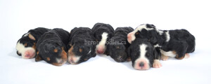 bernedoodles, bernedoodle puppies, bernedoodlees for sale, bernedoodles in canada, tri colour bernedoodles, tri colour, tri colour bernedoodles, tri colour bernedoodles, bernedoodles, bernedoodle breeders, bernedoodle breeders, bernedoodles, bernedoodles, bernedoodles. bernedoodle puppies for sale, berniedoodles, bernadoodles, bernesedoodles, bernedoodles, bernedoodles, bernedoodles, bernedoodle, bernedoodle, bernedoodle, bernedoodle, bernedoodle, bernedoodle puppies, bernedoodle breeders, bernedoodles, bernedoodle puppies, available bernedoodle puppies, available Bernedoodle puppies, tri colour bernedoodle,bernedoodle, bernedoodle, bernedoodle, bernedoodle, bernedoodles, bernedoodle puppies Ontario, bernedoodle, bernedooodle, bernedoodle, bernedoodle, bernedoodle, bernedoodle, bernedoodles, bernedoodle puppies, bernedoodle puppy, bernedoodle breeder in Canada, bernedoodle breeder in Ontario, bernedoodles, bernedoodles for sale, bernedoodles, Willow Brooke Bernedoodles, bernadoodles, available puppies, available Bernedoodle puppies, bernedoodles British Columbia, bernedoodles Alberta, bernedoodles Ontario, bernedoodles Toronto, bernedoodles Quebec, bernedoodles Nova Scotia, bernedoodles Newfoundland, bernedoodles New Brunswick, Bernese mountain dog, labradoodles, goldendoodles, bernedoodles, swiss ridge, swiss ridge kennel, swiss ridge bernedoodles, bernadoodles, berniedoodles, bernedoodles for sale, bernedoodles, bernedoodle, bernedoodle, bernedoodle, bernedoodle, bernedoodle, bernedoodle, bernedoodles, bernedoodles, bernedoodles, bernedoodle, bernedoodle puppy, bernedoodles Toronto, bernedoodles, bernedoodles, bernedoodle, bernedoodles, bernedoodle, bernedoodle, bernedoodle, bernedoodle, bernedoodle, bernedoodle, bernedoodles, bernedoodle, bernedoodles, bernedoodles, bernedoodles, Willow Brooke Bernedoodles, available Bernedoodle puppies, Bernedoodles Canada, bernedoodle, burnadoodle, berniedoodle, bernadoodle, bernadoodle, bernedoodle, bernedoodles, Bernedoodles, Bernese Mountain Dog, Poodle, Standard Poodle, Moyan Poodle, Mini Bernedoodle, Medium Bernedoodle, Standard Bernedoodle, Bernedoodles, bernedoodle, Bernedoodle Canada, bernedoodles bernedoodles bernedoodles, bernedoodles, Willow Brooke Bernedoodles, available bernedoodles, available Bernedoodles, Bernedoodles, bernedoodles, bernedoodle, bernedoodle, bernedoodles, bernedoodle, bernedoodle, bernedoodles, bernedoodle puppy, bernedoodle, bernedoodle, bernedoodles, bernedoodles, bernedoodle, bernedoodle, bernedoodles, bernedoodle puppies, bernedoodle breeder, Ontario bernedoodle puppies, bernedoodles for sale, available bernedoodle puppies, bernedoodle litters, bernedoodles in New York, bernedoodle, bernedoodle puppy, bernedoodle puppies, bernedoodles Ontario, bernedoodle, bernadoodle, bernadoodle, bernedoodles, bernedoodle puppies for sale, puppies for sale, bernedoodle, berniedoodle, bernedoodles in ontario, bernedoodles in Canada