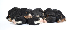 bernedoodles, bernedoodle puppies, bernedoodlees for sale, bernedoodles in canada, tri colour bernedoodles, tri colour, tri colour bernedoodles, tri colour bernedoodles, bernedoodles, bernedoodle breeders, bernedoodle breeders, bernedoodles, bernedoodles, bernedoodles. bernedoodle puppies for sale, berniedoodles, bernadoodles, bernesedoodles, bernedoodles, bernedoodles, bernedoodles, bernedoodle, bernedoodle, bernedoodle, bernedoodle, bernedoodle, bernedoodle puppies, bernedoodle breeders, bernedoodles, bernedoodle puppies, available bernedoodle puppies, available Bernedoodle puppies, tri colour bernedoodle,bernedoodle, bernedoodle, bernedoodle, bernedoodle, bernedoodles, bernedoodle puppies Ontario, bernedoodle, bernedooodle, bernedoodle, bernedoodle, bernedoodle, bernedoodle, bernedoodles, bernedoodle puppies, bernedoodle puppy, bernedoodle breeder in Canada, bernedoodle breeder in Ontario, bernedoodles, bernedoodles for sale, bernedoodles, Willow Brooke Bernedoodles, bernadoodles, available puppies, available Bernedoodle puppies, bernedoodles British Columbia, bernedoodles Alberta, bernedoodles Ontario, bernedoodles Toronto, bernedoodles Quebec, bernedoodles Nova Scotia, bernedoodles Newfoundland, bernedoodles New Brunswick, Bernese mountain dog, labradoodles, goldendoodles, bernedoodles, swiss ridge, swiss ridge kennel, swiss ridge bernedoodles, bernadoodles, berniedoodles, bernedoodles for sale, bernedoodles, bernedoodle, bernedoodle, bernedoodle, bernedoodle, bernedoodle, bernedoodle, bernedoodles, bernedoodles, bernedoodles, bernedoodle, bernedoodle puppy, bernedoodles Toronto, bernedoodles, bernedoodles, bernedoodle, bernedoodles, bernedoodle, bernedoodle, bernedoodle, bernedoodle, bernedoodle, bernedoodle, bernedoodles, bernedoodle, bernedoodles, bernedoodles, bernedoodles, Willow Brooke Bernedoodles, available Bernedoodle puppies, Bernedoodles Canada, bernedoodle, burnadoodle, berniedoodle, bernadoodle, bernadoodle, bernedoodle, bernedoodles, Bernedoodles, Bernese Mountain Dog, Poodle, Standard Poodle, Moyan Poodle, Mini Bernedoodle, Medium Bernedoodle, Standard Bernedoodle, Bernedoodles, bernedoodle, Bernedoodle Canada, bernedoodles bernedoodles bernedoodles, bernedoodles, Willow Brooke Bernedoodles, available bernedoodles, available Bernedoodles, Bernedoodles, bernedoodles, bernedoodle, bernedoodle, bernedoodles, bernedoodle, bernedoodle, bernedoodles, bernedoodle puppy, bernedoodle, bernedoodle, bernedoodles, bernedoodles, bernedoodle, bernedoodle, bernedoodles, bernedoodle puppies, bernedoodle breeder, Ontario bernedoodle puppies, bernedoodles for sale, available bernedoodle puppies, bernedoodle litters, bernedoodles in New York, bernedoodle, bernedoodle puppy, bernedoodle puppies, bernedoodles Ontario, bernedoodle, bernadoodle, bernadoodle, bernedoodles, bernedoodle puppies for sale, puppies for sale, bernedoodle, berniedoodle, bernedoodles in ontario, bernedoodles in Canada