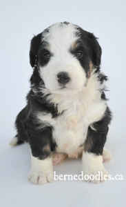 Breidelde puppy for sale in Ontario, British Columbia, Alberta, Toronto, Quebec, Nova Scotia, New Brunswick