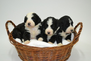 Females - Three Weeks Old