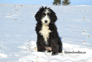 bernedoodle bernedoodles Willow Brooke Bernedoodles bernadoodles available puppies available Bernedoodle puppies bernedoodles British Columbia bernedoodles Alberta bernedoodles Ontario bernedoodles Toronto bernedoodles Quebec bernedoodles Nova Scotia bernedoodles Newfoundland bernedoodles New BrunswickBernese mountain dog, labradoodles, goldendoodles, bernedoodles, swiss ridge, swiss ridge kennel, swiss ridge bernedoodles bernadoodles doodles bernedoodles.ca bernedoodles.com bernadoodles.ca bernadoodles.com