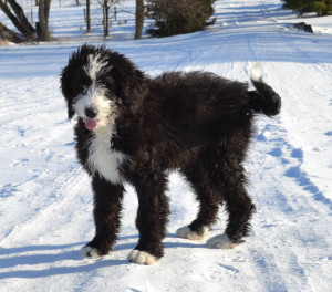 bernedoodle bernedoodles Willow Brooke Bernedoodles bernadoodles available puppies available Bernedoodle puppies bernedoodles British Columbia bernedoodles Alberta bernedoodles Ontario bernedoodles Toronto bernedoodles Quebec bernedoodles Nova Scotia bernedoodles Newfoundland bernedoodles New BrunswickBernese mountain dog, labradoodles, goldendoodles, bernedoodles, swiss ridge, swiss ridge kennel, swiss ridge bernedoodles bernadoodles doodles bernedoodles.ca bernedoodles.com bernadoodles.ca bernadoodles.com