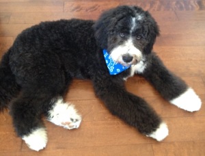 Breidelde puppy for sale in Ontario, British Columbia, Alberta, Toronto, Quebec, Nova Scotia, New Brunswick