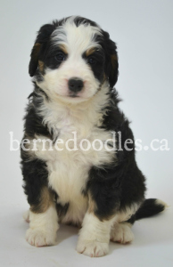 Breidelde puppy for sale in Ontario, British Columbia, Alberta, Toronto, Quebec, Nova Scotia, New Brunswick