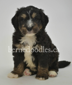 Breidelde puppy for sale in Ontario, British Columbia, Alberta, Toronto, Quebec, Nova Scotia, New Brunswick