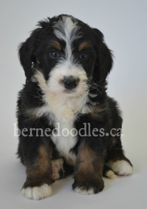 Breidelde puppy for sale in Ontario, British Columbia, Alberta, Toronto, Quebec, Nova Scotia, New Brunswick