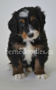 Breidelde puppy for sale in Ontario, British Columbia, Alberta, Toronto, Quebec, Nova Scotia, New Brunswick