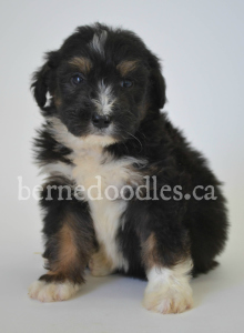 Breidelde puppy for sale in Ontario, British Columbia, Alberta, Toronto, Quebec, Nova Scotia, New Brunswick