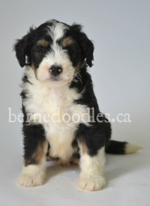 Breidelde puppy for sale in Ontario, British Columbia, Alberta, Toronto, Quebec, Nova Scotia, New Brunswick