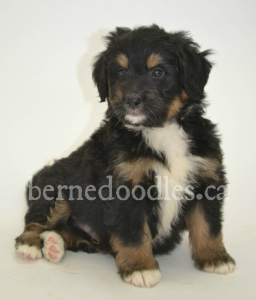 Breidelde puppy for sale in Ontario, British Columbia, Alberta, Toronto, Quebec, Nova Scotia, New Brunswick