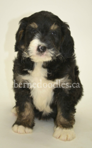 Breidelde puppy for sale in Ontario, British Columbia, Alberta, Toronto, Quebec, Nova Scotia, New Brunswick