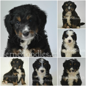 Breidelde puppy for sale in Ontario, British Columbia, Alberta, Toronto, Quebec, Nova Scotia, New Brunswick