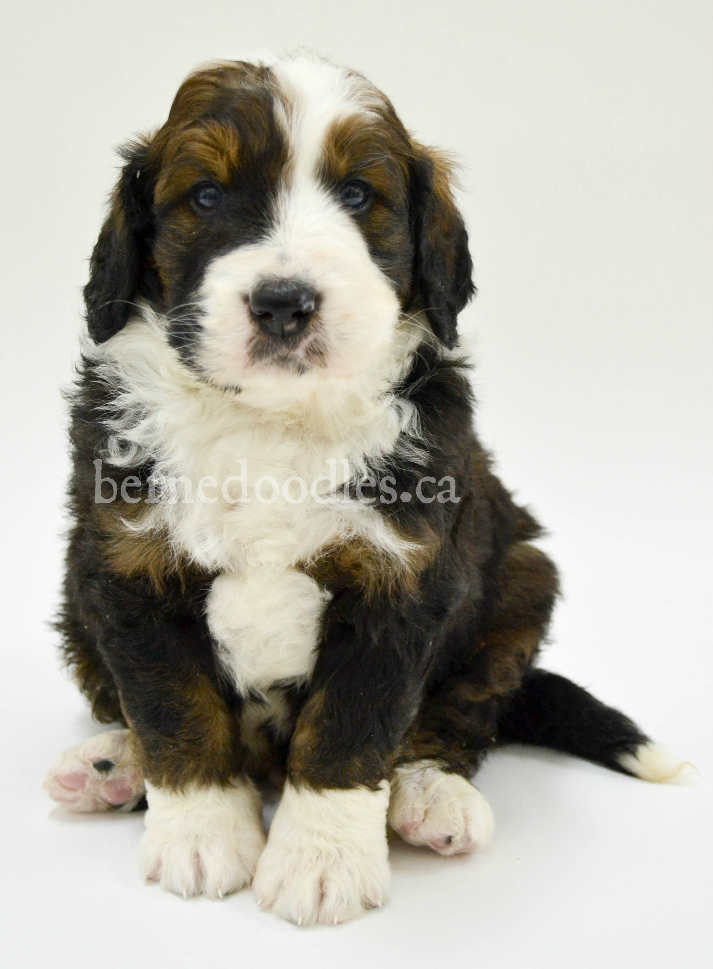 Bernedoodle Bernedoodles For Sale Bernedoodles Willow Brooke   DSC 0108 2.2 