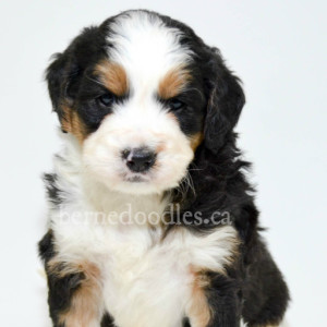 bernedoodle, bernedoodles for sale,  bernedoodles, Willow Brooke Bernedoodles, bernadoodles, available puppies, available Bernedoodle puppies, bernedoodles British Columbia, bernedoodles Alberta, bernedoodles Ontario, bernedoodles Toronto, bernedoodles Quebec, bernedoodles Nova Scotia, bernedoodles Newfoundland, bernedoodles New Brunswick, Bernese mountain dog, labradoodles, goldendoodles, bernedoodles, swiss ridge, swiss ridge kennel, swiss ridge bernedoodles, bernadoodles, berniedoodles, bernedoodles for sale, bernedoodles, bernedoodle, bernedoodle, bernedoodle, bernedoodle, bernedoodle, bernedoodle, bernedoodles, bernedoodles, bernedoodles, bernedoodle, bernedoodle puppy, bernedoodles Toronto, bernedoodles, bernedoodles, bernedoodle, bernedoodles, bernedoodle, bernedoodle, bernedoodle, bernedoodle, bernedoodle, bernedoodle, bernedoodles, bernedoodle, bernedoodles, bernedoodles, bernedoodles, Willow Brooke Bernedoodles, available Bernedoodle puppies, Bernedoodles Canada, bernedoodle, burnadoodle, berniedoodle, bernadoodle, bernadoodle, bernedoodle, bernedoodles, Bernedoodles, Bernese Mountain Dog, Poodle, Standard Poodle, Moyan Poodle, Mini Bernedoodle, Medium Bernedoodle, Standard Bernedoodle, Bernedoodles, bernedoodle, Bernedoodle Canada, bernedoodles bernedoodles bernedoodles, bernedoodles, Willow Brooke Bernedoodles, available bernedoodles, available Bernedoodles, Bernedoodles, bernedoodles, bernedoodle, bernedoodle, bernedoodles