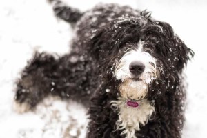 bernedoodle, bernedoodles for sale,  bernedoodles, Willow Brooke Bernedoodles, bernadoodles, available puppies, available Bernedoodle puppies, bernedoodles British Columbia, bernedoodles Alberta, bernedoodles Ontario, bernedoodles Toronto, bernedoodles Quebec, bernedoodles Nova Scotia, bernedoodles Newfoundland, bernedoodles New Brunswick, Bernese mountain dog, labradoodles, goldendoodles, bernedoodles, swiss ridge, swiss ridge kennel, swiss ridge bernedoodles, bernadoodles, berniedoodles, bernedoodles for sale, bernedoodles, bernedoodle, bernedoodle, bernedoodle, bernedoodle, bernedoodle, bernedoodle, bernedoodles, bernedoodles, bernedoodles, bernedoodle, bernedoodle puppy, bernedoodles Toronto, bernedoodles, bernedoodles, bernedoodle, bernedoodles, bernedoodle, bernedoodle, bernedoodle, bernedoodle, bernedoodle, bernedoodle, bernedoodles, bernedoodle, bernedoodles, bernedoodles, bernedoodles, Willow Brooke Bernedoodles, available Bernedoodle puppies, Bernedoodles Canada, bernedoodle, burnadoodle, berniedoodle, bernadoodle, bernadoodle, bernedoodle, bernedoodles, Bernedoodles, Bernese Mountain Dog, Poodle, Standard Poodle, Moyan Poodle, Mini Bernedoodle, Medium Bernedoodle, Standard Bernedoodle, Bernedoodles, bernedoodle, Bernedoodle Canada, bernedoodles bernedoodles bernedoodles, bernedoodles, Willow Brooke Bernedoodles, available bernedoodles, available Bernedoodles, Bernedoodles, bernedoodles, bernedoodle, bernedoodle, bernedoodles