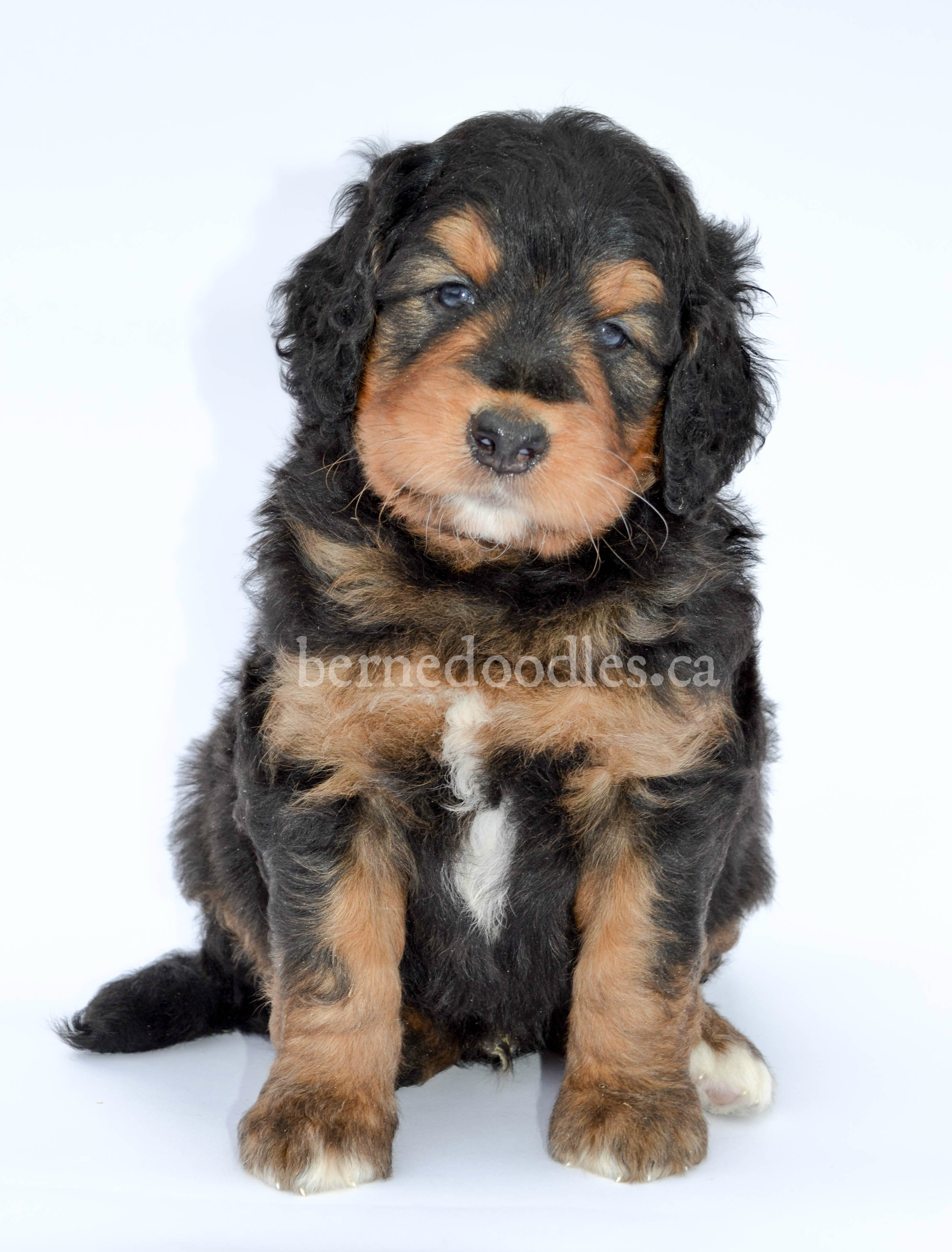 Bernedoodle Bernedoodle Puppy Bernedoodle Breeder In Canada   DSC 0162 2.2 