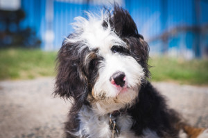 bernedoodle, tri colour bernedoodle, bernedoodle puppies, tri colour bernedoodle, bernedoodle, bernedoodle, bernedoodle, bernedoodle, bernedoodles, bernedoodle puppies Ontario, bernedoodle, bernedooodle, bernedoodle, bernedoodle, bernedoodle, bernedoodle, bernedoodles, bernedoodle puppies, bernedoodle puppy, bernedoodle breeder in Canada, bernedoodle breeder in Ontario, bernedoodles, bernedoodles for sale,  bernedoodles, Willow Brooke Bernedoodles, bernadoodles, available puppies, available Bernedoodle puppies, bernedoodles British Columbia, bernedoodles Alberta, bernedoodles Ontario, bernedoodles Toronto, bernedoodles Quebec, bernedoodles Nova Scotia, bernedoodles Newfoundland, bernedoodles New Brunswick, Bernese mountain dog, labradoodles, goldendoodles, bernedoodles, swiss ridge, swiss ridge kennel, swiss ridge bernedoodles, bernadoodles, berniedoodles, bernedoodles for sale, bernedoodles, bernedoodle, bernedoodle, bernedoodle, bernedoodle, bernedoodle, bernedoodle, bernedoodles, bernedoodles, bernedoodles, bernedoodle, bernedoodle puppy, bernedoodles Toronto, bernedoodles, bernedoodles, bernedoodle, bernedoodles, bernedoodle, bernedoodle, bernedoodle, bernedoodle, bernedoodle, bernedoodle, bernedoodles, bernedoodle, bernedoodles, bernedoodles, bernedoodles, Willow Brooke Bernedoodles, available Bernedoodle puppies, Bernedoodles Canada, bernedoodle, burnadoodle, berniedoodle, bernadoodle, bernadoodle, bernedoodle, bernedoodles, Bernedoodles, Bernese Mountain Dog, Poodle, Standard Poodle, Moyan Poodle, Mini Bernedoodle, Medium Bernedoodle, Standard Bernedoodle, Bernedoodles, bernedoodle, Bernedoodle Canada, bernedoodles bernedoodles bernedoodles, bernedoodles, Willow Brooke Bernedoodles, available bernedoodles, available Bernedoodles, Bernedoodles, bernedoodles, bernedoodle, bernedoodle, bernedoodles, bernedoodle, bernedoodle, bernedoodles, bernedoodle puppy, bernedoodle, bernedoodle, bernedoodles, bernedoodles, bernedoodle, bernedoodle, bernedoodles, bernedoodle puppies, bernedoodle breeder, Ontario bernedoodle puppies, bernedoodles for sale, available bernedoodle puppies, bernedoodle litters, bernedoodles in New York, bernedoodle, bernedoodle puppy, bernedoodle puppies, bernedoodles Ontario, bernedoodle, bernadoodle, bernadoodle