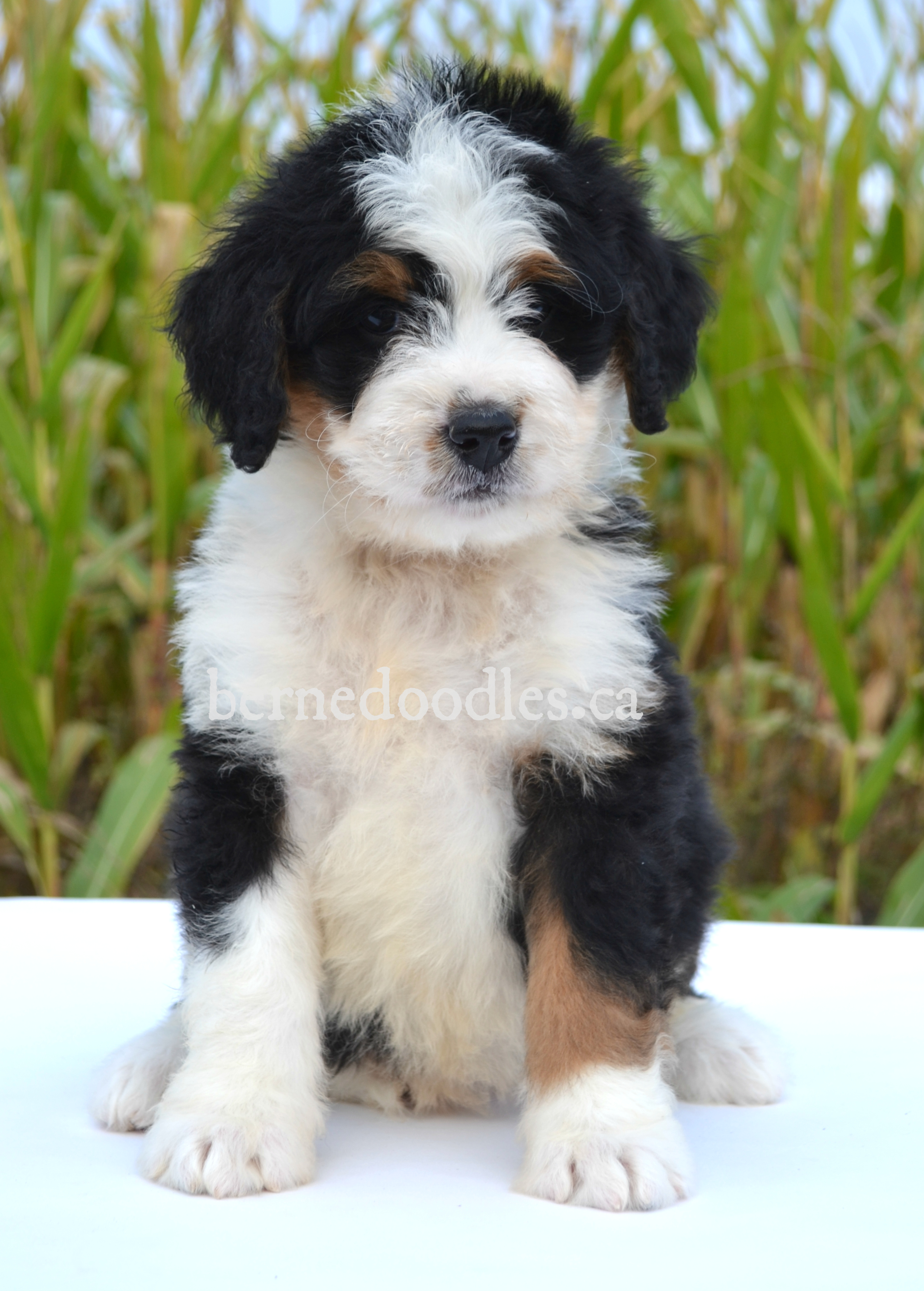 Dragonfly's Medium F1 Bernedoodle Puppies | Willow Brooke Bernedoodles ...