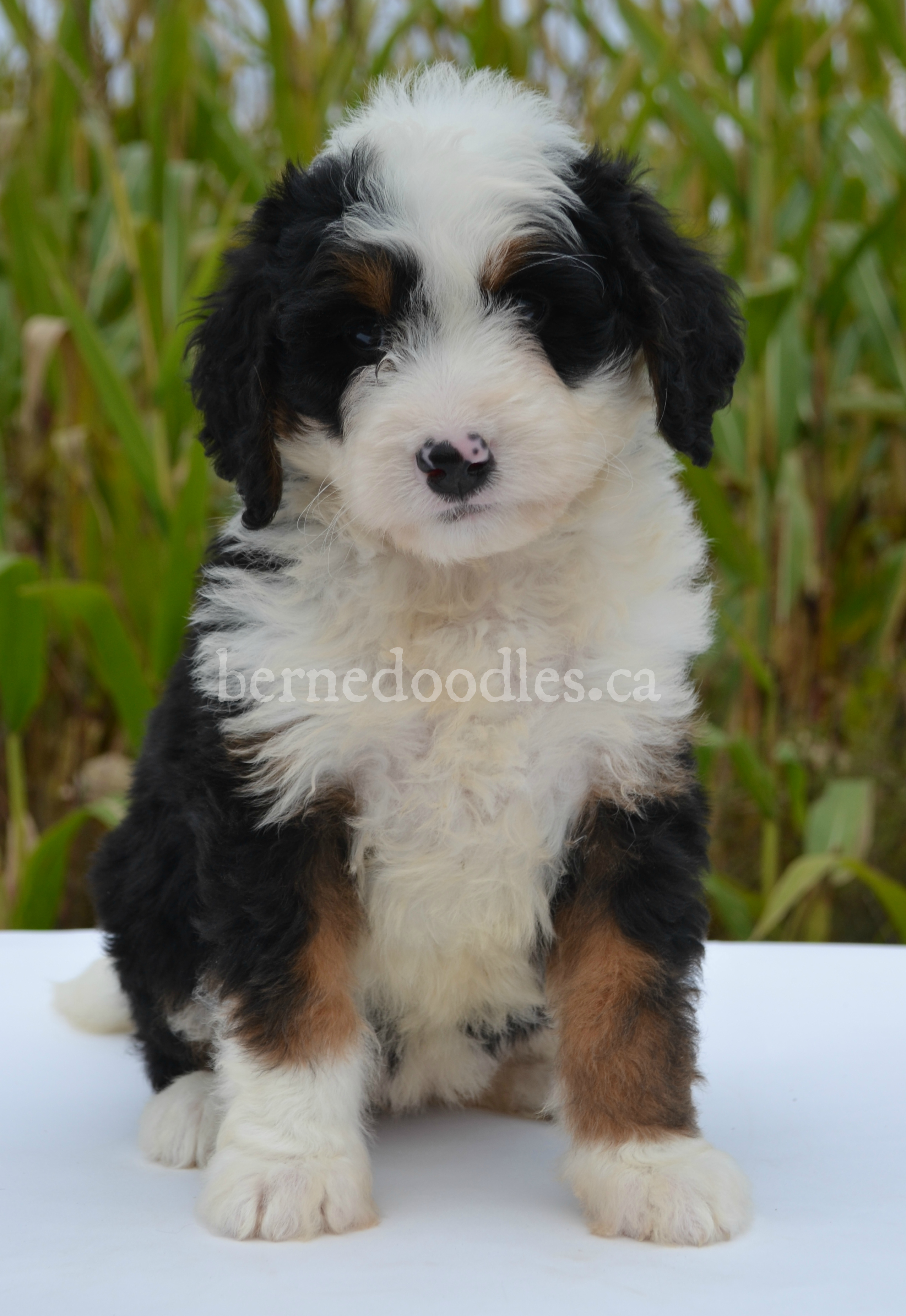 Dragonfly's Medium F1 Bernedoodle Puppies | Willow Brooke Bernedoodles ...