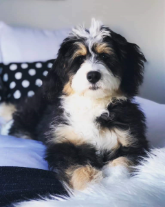 bernedoodles, bernedoodle puppies, bernedoodlees for sale, bernedoodles in canada, tri colour bernedoodles, tri colour, tri colour bernedoodles, tri colour bernedoodles, bernedoodles, bernedoodle breeders, bernedoodle breeders, bernedoodles, bernedoodles, bernedoodles. bernedoodle puppies for sale, berniedoodles, bernadoodles, bernesedoodles, bernedoodles, bernedoodles, bernedoodles, bernedoodle, bernedoodle, bernedoodle, bernedoodle, bernedoodle, bernedoodle puppies, bernedoodle breeders, bernedoodles, bernedoodle puppies, available bernedoodle puppies, available Bernedoodle puppies, tri colour bernedoodle,bernedoodle, bernedoodle, bernedoodle, bernedoodle, bernedoodles, bernedoodle puppies Ontario, bernedoodle, bernedooodle, bernedoodle, bernedoodle, bernedoodle, bernedoodle, bernedoodles, bernedoodle puppies, bernedoodle puppy, bernedoodle breeder in Canada, bernedoodle breeder in Ontario, bernedoodles, bernedoodles for sale,  bernedoodles, Willow Brooke Bernedoodles, bernadoodles, available puppies, available Bernedoodle puppies, bernedoodles British Columbia, bernedoodles Alberta, bernedoodles Ontario, bernedoodles Toronto, bernedoodles Quebec, bernedoodles Nova Scotia, bernedoodles Newfoundland, bernedoodles New Brunswick, Bernese mountain dog, labradoodles, goldendoodles, bernedoodles, swiss ridge, swiss ridge kennel, swiss ridge bernedoodles, bernadoodles, berniedoodles, bernedoodles for sale, bernedoodles, bernedoodle, bernedoodle, bernedoodle, bernedoodle, bernedoodle, bernedoodle, bernedoodles, bernedoodles, bernedoodles, bernedoodle, bernedoodle puppy, bernedoodles Toronto, bernedoodles, bernedoodles, bernedoodle, bernedoodles, bernedoodle, bernedoodle, bernedoodle, bernedoodle, bernedoodle, bernedoodle, bernedoodles, bernedoodle, bernedoodles, bernedoodles, bernedoodles, Willow Brooke Bernedoodles, available Bernedoodle puppies, Bernedoodles Canada, bernedoodle, burnadoodle, berniedoodle, bernadoodle, bernadoodle, bernedoodle, bernedoodles, Bernedoodles, Bernese Mountain Dog, Poodle, Standard Poodle, Moyan Poodle, Mini Bernedoodle, Medium Bernedoodle, Standard Bernedoodle, Bernedoodles, bernedoodle, Bernedoodle Canada, bernedoodles bernedoodles bernedoodles, bernedoodles, Willow Brooke Bernedoodles, available bernedoodles, available Bernedoodles, Bernedoodles, bernedoodles, bernedoodle, bernedoodle, bernedoodles, bernedoodle, bernedoodle, bernedoodles, bernedoodle puppy, bernedoodle, bernedoodle, bernedoodles, bernedoodles, bernedoodle, bernedoodle, bernedoodles, bernedoodle puppies, bernedoodle breeder, Ontario bernedoodle puppies, bernedoodles for sale, available bernedoodle puppies, bernedoodle litters, bernedoodles in New York, bernedoodle, bernedoodle puppy, bernedoodle puppies, bernedoodles Ontario, bernedoodle, bernadoodle, bernadoodle, bernedoodles, bernedoodle puppies for sale, puppies for sale, bernedoodle, berniedoodle, bernedoodles in ontario, bernedoodles in Canada