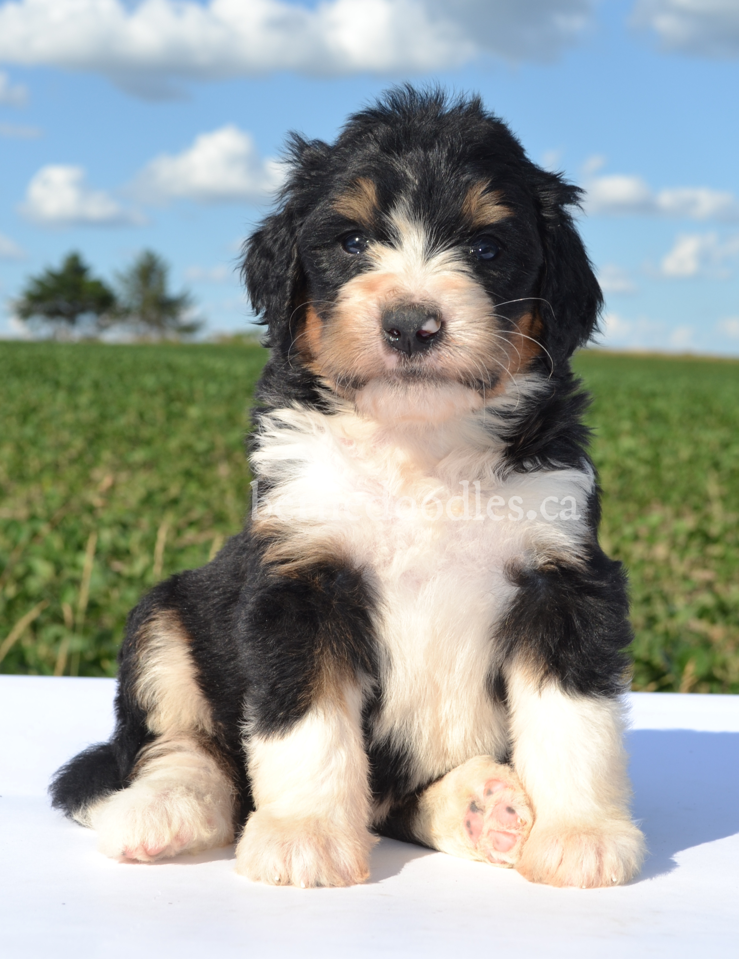 Daisy's F1 Standard Bernedoodle Puppies | Willow Brooke Bernedoodles ...