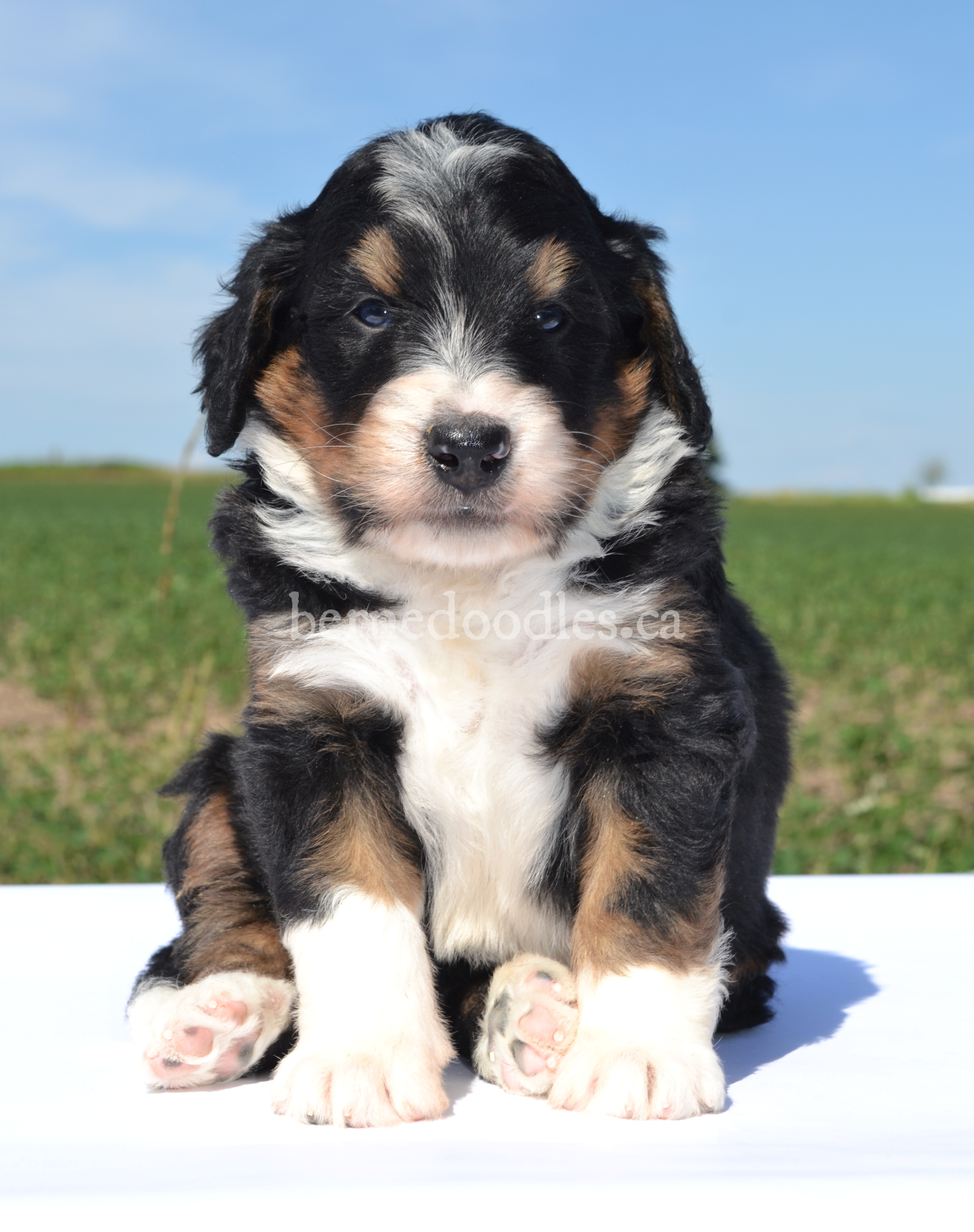 Jenny's F1 Standard Bernedoodle Puppy | Willow Brooke Bernedoodles ...