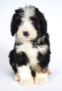 bernedoodles, bernedoodle puppies, bernedoodlees for sale, bernedoodles in canada, tri colour bernedoodles, tri colour, tri colour bernedoodles, tri colour bernedoodles, bernedoodles, bernedoodle breeders, bernedoodle breeders, bernedoodles, bernedoodles, bernedoodles. bernedoodle puppies for sale, berniedoodles, bernadoodles, bernesedoodles, bernedoodles, bernedoodles, bernedoodles, bernedoodle, bernedoodle, bernedoodle, bernedoodle, bernedoodle, bernedoodle puppies, bernedoodle breeders, bernedoodles, bernedoodle puppies, available bernedoodle puppies, available Bernedoodle puppies, tri colour bernedoodle,bernedoodle, bernedoodle, bernedoodle, bernedoodle, bernedoodles, bernedoodle puppies Ontario, bernedoodle, bernedooodle, bernedoodle, bernedoodle, bernedoodle, bernedoodle, bernedoodles, bernedoodle puppies, bernedoodle puppy, bernedoodle breeder in Canada, bernedoodle breeder in Ontario, bernedoodles, bernedoodles for sale, bernedoodles, Willow Brooke Bernedoodles, bernadoodles, available puppies, available Bernedoodle puppies, bernedoodles British Columbia, bernedoodles Alberta, bernedoodles Ontario, bernedoodles Toronto, bernedoodles Quebec, bernedoodles Nova Scotia, bernedoodles Newfoundland, bernedoodles New Brunswick, Bernese mountain dog, labradoodles, goldendoodles, bernedoodles, swiss ridge, swiss ridge kennel, swiss ridge bernedoodles, bernadoodles, berniedoodles, bernedoodles for sale, bernedoodles, bernedoodle, bernedoodle, bernedoodle, bernedoodle, bernedoodle, bernedoodle, bernedoodles, bernedoodles, bernedoodles, bernedoodle, bernedoodle puppy, bernedoodles Toronto, bernedoodles, bernedoodles, bernedoodle, bernedoodles, bernedoodle, bernedoodle, bernedoodle, bernedoodle, bernedoodle, bernedoodle, bernedoodles, bernedoodle, bernedoodles, bernedoodles, bernedoodles, Willow Brooke Bernedoodles, available Bernedoodle puppies, Bernedoodles Canada, bernedoodle, burnadoodle, berniedoodle, bernadoodle, bernadoodle, bernedoodle, bernedoodles, Bernedoodles, Bernese Mountain Dog, Poodle, Standard Poodle, Moyan Poodle, Mini Bernedoodle, Medium Bernedoodle, Standard Bernedoodle, Bernedoodles, bernedoodle, Bernedoodle Canada, bernedoodles bernedoodles bernedoodles, bernedoodles, Willow Brooke Bernedoodles, available bernedoodles, available Bernedoodles, Bernedoodles, bernedoodles, bernedoodle, bernedoodle, bernedoodles, bernedoodle, bernedoodle, bernedoodles, bernedoodle puppy, bernedoodle, bernedoodle, bernedoodles, bernedoodles, bernedoodle, bernedoodle, bernedoodles, bernedoodle puppies, bernedoodle breeder, Ontario bernedoodle puppies, bernedoodles for sale, available bernedoodle puppies, bernedoodle litters, bernedoodles in New York, bernedoodle, bernedoodle puppy, bernedoodle puppies, bernedoodles Ontario, bernedoodle, bernadoodle, bernadoodle, bernedoodles, bernedoodle puppies for sale, puppies for sale, bernedoodle, berniedoodle, bernedoodles in ontario, bernedoodles in Canada