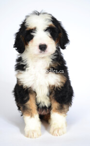 bernedoodles, bernedoodle puppies, bernedoodlees for sale, bernedoodles in canada, tri colour bernedoodles, tri colour, tri colour bernedoodles, tri colour bernedoodles, bernedoodles, bernedoodle breeders, bernedoodle breeders, bernedoodles, bernedoodles, bernedoodles. bernedoodle puppies for sale, berniedoodles, bernadoodles, bernesedoodles, bernedoodles, bernedoodles, bernedoodles, bernedoodle, bernedoodle, bernedoodle, bernedoodle, bernedoodle, bernedoodle puppies, bernedoodle breeders, bernedoodles, bernedoodle puppies, available bernedoodle puppies, available Bernedoodle puppies, tri colour bernedoodle,bernedoodle, bernedoodle, bernedoodle, bernedoodle, bernedoodles, bernedoodle puppies Ontario, bernedoodle, bernedooodle, bernedoodle, bernedoodle, bernedoodle, bernedoodle, bernedoodles, bernedoodle puppies, bernedoodle puppy, bernedoodle breeder in Canada, bernedoodle breeder in Ontario, bernedoodles, bernedoodles for sale, bernedoodles, Willow Brooke Bernedoodles, bernadoodles, available puppies, available Bernedoodle puppies, bernedoodles British Columbia, bernedoodles Alberta, bernedoodles Ontario, bernedoodles Toronto, bernedoodles Quebec, bernedoodles Nova Scotia, bernedoodles Newfoundland, bernedoodles New Brunswick, Bernese mountain dog, labradoodles, goldendoodles, bernedoodles, swiss ridge, swiss ridge kennel, swiss ridge bernedoodles, bernadoodles, berniedoodles, bernedoodles for sale, bernedoodles, bernedoodle, bernedoodle, bernedoodle, bernedoodle, bernedoodle, bernedoodle, bernedoodles, bernedoodles, bernedoodles, bernedoodle, bernedoodle puppy, bernedoodles Toronto, bernedoodles, bernedoodles, bernedoodle, bernedoodles, bernedoodle, bernedoodle, bernedoodle, bernedoodle, bernedoodle, bernedoodle, bernedoodles, bernedoodle, bernedoodles, bernedoodles, bernedoodles, Willow Brooke Bernedoodles, available Bernedoodle puppies, Bernedoodles Canada, bernedoodle, burnadoodle, berniedoodle, bernadoodle, bernadoodle, bernedoodle, bernedoodles, Bernedoodles, Bernese Mountain Dog, Poodle, Standard Poodle, Moyan Poodle, Mini Bernedoodle, Medium Bernedoodle, Standard Bernedoodle, Bernedoodles, bernedoodle, Bernedoodle Canada, bernedoodles bernedoodles bernedoodles, bernedoodles, Willow Brooke Bernedoodles, available bernedoodles, available Bernedoodles, Bernedoodles, bernedoodles, bernedoodle, bernedoodle, bernedoodles, bernedoodle, bernedoodle, bernedoodles, bernedoodle puppy, bernedoodle, bernedoodle, bernedoodles, bernedoodles, bernedoodle, bernedoodle, bernedoodles, bernedoodle puppies, bernedoodle breeder, Ontario bernedoodle puppies, bernedoodles for sale, available bernedoodle puppies, bernedoodle litters, bernedoodles in New York, bernedoodle, bernedoodle puppy, bernedoodle puppies, bernedoodles Ontario, bernedoodle, bernadoodle, bernadoodle, bernedoodles, bernedoodle puppies for sale, puppies for sale, bernedoodle, berniedoodle, bernedoodles in ontario, bernedoodles in Canada