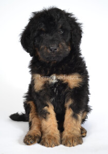 bernedoodles, bernedoodle puppies, bernedoodlees for sale, bernedoodles in canada, tri colour bernedoodles, tri colour, tri colour bernedoodles, tri colour bernedoodles, bernedoodles, bernedoodle breeders, bernedoodle breeders, bernedoodles, bernedoodles, bernedoodles. bernedoodle puppies for sale, berniedoodles, bernadoodles, bernesedoodles, bernedoodles, bernedoodles, bernedoodles, bernedoodle, bernedoodle, bernedoodle, bernedoodle, bernedoodle, bernedoodle puppies, bernedoodle breeders, bernedoodles, bernedoodle puppies, available bernedoodle puppies, available Bernedoodle puppies, tri colour bernedoodle,bernedoodle, bernedoodle, bernedoodle, bernedoodle, bernedoodles, bernedoodle puppies Ontario, bernedoodle, bernedooodle, bernedoodle, bernedoodle, bernedoodle, bernedoodle, bernedoodles, bernedoodle puppies, bernedoodle puppy, bernedoodle breeder in Canada, bernedoodle breeder in Ontario, bernedoodles, bernedoodles for sale, bernedoodles, Willow Brooke Bernedoodles, bernadoodles, available puppies, available Bernedoodle puppies, bernedoodles British Columbia, bernedoodles Alberta, bernedoodles Ontario, bernedoodles Toronto, bernedoodles Quebec, bernedoodles Nova Scotia, bernedoodles Newfoundland, bernedoodles New Brunswick, Bernese mountain dog, labradoodles, goldendoodles, bernedoodles, swiss ridge, swiss ridge kennel, swiss ridge bernedoodles, bernadoodles, berniedoodles, bernedoodles for sale, bernedoodles, bernedoodle, bernedoodle, bernedoodle, bernedoodle, bernedoodle, bernedoodle, bernedoodles, bernedoodles, bernedoodles, bernedoodle, bernedoodle puppy, bernedoodles Toronto, bernedoodles, bernedoodles, bernedoodle, bernedoodles, bernedoodle, bernedoodle, bernedoodle, bernedoodle, bernedoodle, bernedoodle, bernedoodles, bernedoodle, bernedoodles, bernedoodles, bernedoodles, Willow Brooke Bernedoodles, available Bernedoodle puppies, Bernedoodles Canada, bernedoodle, burnadoodle, berniedoodle, bernadoodle, bernadoodle, bernedoodle, bernedoodles, Bernedoodles, Bernese Mountain Dog, Poodle, Standard Poodle, Moyan Poodle, Mini Bernedoodle, Medium Bernedoodle, Standard Bernedoodle, Bernedoodles, bernedoodle, Bernedoodle Canada, bernedoodles bernedoodles bernedoodles, bernedoodles, Willow Brooke Bernedoodles, available bernedoodles, available Bernedoodles, Bernedoodles, bernedoodles, bernedoodle, bernedoodle, bernedoodles, bernedoodle, bernedoodle, bernedoodles, bernedoodle puppy, bernedoodle, bernedoodle, bernedoodles, bernedoodles, bernedoodle, bernedoodle, bernedoodles, bernedoodle puppies, bernedoodle breeder, Ontario bernedoodle puppies, bernedoodles for sale, available bernedoodle puppies, bernedoodle litters, bernedoodles in New York, bernedoodle, bernedoodle puppy, bernedoodle puppies, bernedoodles Ontario, bernedoodle, bernadoodle, bernadoodle, bernedoodles, bernedoodle puppies for sale, puppies for sale, bernedoodle, berniedoodle, bernedoodles in ontario, bernedoodles in Canada