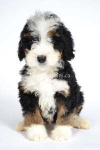 bernedoodles, bernedoodle puppies, bernedoodlees for sale, bernedoodles in canada, tri colour bernedoodles, tri colour, tri colour bernedoodles, tri colour bernedoodles, bernedoodles, bernedoodle breeders, bernedoodle breeders, bernedoodles, bernedoodles, bernedoodles. bernedoodle puppies for sale, berniedoodles, bernadoodles, bernesedoodles, bernedoodles, bernedoodles, bernedoodles, bernedoodle, bernedoodle, bernedoodle, bernedoodle, bernedoodle, bernedoodle puppies, bernedoodle breeders, bernedoodles, bernedoodle puppies, available bernedoodle puppies, available Bernedoodle puppies, tri colour bernedoodle,bernedoodle, bernedoodle, bernedoodle, bernedoodle, bernedoodles, bernedoodle puppies Ontario, bernedoodle, bernedooodle, bernedoodle, bernedoodle, bernedoodle, bernedoodle, bernedoodles, bernedoodle puppies, bernedoodle puppy, bernedoodle breeder in Canada, bernedoodle breeder in Ontario, bernedoodles, bernedoodles for sale, bernedoodles, Willow Brooke Bernedoodles, bernadoodles, available puppies, available Bernedoodle puppies, bernedoodles British Columbia, bernedoodles Alberta, bernedoodles Ontario, bernedoodles Toronto, bernedoodles Quebec, bernedoodles Nova Scotia, bernedoodles Newfoundland, bernedoodles New Brunswick, Bernese mountain dog, labradoodles, goldendoodles, bernedoodles, swiss ridge, swiss ridge kennel, swiss ridge bernedoodles, bernadoodles, berniedoodles, bernedoodles for sale, bernedoodles, bernedoodle, bernedoodle, bernedoodle, bernedoodle, bernedoodle, bernedoodle, bernedoodles, bernedoodles, bernedoodles, bernedoodle, bernedoodle puppy, bernedoodles Toronto, bernedoodles, bernedoodles, bernedoodle, bernedoodles, bernedoodle, bernedoodle, bernedoodle, bernedoodle, bernedoodle, bernedoodle, bernedoodles, bernedoodle, bernedoodles, bernedoodles, bernedoodles, Willow Brooke Bernedoodles, available Bernedoodle puppies, Bernedoodles Canada, bernedoodle, burnadoodle, berniedoodle, bernadoodle, bernadoodle, bernedoodle, bernedoodles, Bernedoodles, Bernese Mountain Dog, Poodle, Standard Poodle, Moyan Poodle, Mini Bernedoodle, Medium Bernedoodle, Standard Bernedoodle, Bernedoodles, bernedoodle, Bernedoodle Canada, bernedoodles bernedoodles bernedoodles, bernedoodles, Willow Brooke Bernedoodles, available bernedoodles, available Bernedoodles, Bernedoodles, bernedoodles, bernedoodle, bernedoodle, bernedoodles, bernedoodle, bernedoodle, bernedoodles, bernedoodle puppy, bernedoodle, bernedoodle, bernedoodles, bernedoodles, bernedoodle, bernedoodle, bernedoodles, bernedoodle puppies, bernedoodle breeder, Ontario bernedoodle puppies, bernedoodles for sale, available bernedoodle puppies, bernedoodle litters, bernedoodles in New York, bernedoodle, bernedoodle puppy, bernedoodle puppies, bernedoodles Ontario, bernedoodle, bernadoodle, bernadoodle, bernedoodles, bernedoodle puppies for sale, puppies for sale, bernedoodle, berniedoodle, bernedoodles in ontario, bernedoodles in Canada