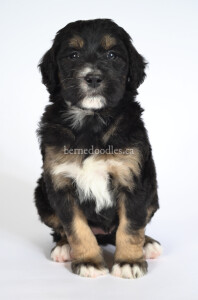 bernedoodles, bernedoodle puppies, bernedoodlees for sale, bernedoodles in canada, tri colour bernedoodles, tri colour, tri colour bernedoodles, tri colour bernedoodles, bernedoodles, bernedoodle breeders, bernedoodle breeders, bernedoodles, bernedoodles, bernedoodles. bernedoodle puppies for sale, berniedoodles, bernadoodles, bernesedoodles, bernedoodles, bernedoodles, bernedoodles, bernedoodle, bernedoodle, bernedoodle, bernedoodle, bernedoodle, bernedoodle puppies, bernedoodle breeders, bernedoodles, bernedoodle puppies, available bernedoodle puppies, available Bernedoodle puppies, tri colour bernedoodle,bernedoodle, bernedoodle, bernedoodle, bernedoodle, bernedoodles, bernedoodle puppies Ontario, bernedoodle, bernedooodle, bernedoodle, bernedoodle, bernedoodle, bernedoodle, bernedoodles, bernedoodle puppies, bernedoodle puppy, bernedoodle breeder in Canada, bernedoodle breeder in Ontario, bernedoodles, bernedoodles for sale, bernedoodles, Willow Brooke Bernedoodles, bernadoodles, available puppies, available Bernedoodle puppies, bernedoodles British Columbia, bernedoodles Alberta, bernedoodles Ontario, bernedoodles Toronto, bernedoodles Quebec, bernedoodles Nova Scotia, bernedoodles Newfoundland, bernedoodles New Brunswick, Bernese mountain dog, labradoodles, goldendoodles, bernedoodles, swiss ridge, swiss ridge kennel, swiss ridge bernedoodles, bernadoodles, berniedoodles, bernedoodles for sale, bernedoodles, bernedoodle, bernedoodle, bernedoodle, bernedoodle, bernedoodle, bernedoodle, bernedoodles, bernedoodles, bernedoodles, bernedoodle, bernedoodle puppy, bernedoodles Toronto, bernedoodles, bernedoodles, bernedoodle, bernedoodles, bernedoodle, bernedoodle, bernedoodle, bernedoodle, bernedoodle, bernedoodle, bernedoodles, bernedoodle, bernedoodles, bernedoodles, bernedoodles, Willow Brooke Bernedoodles, available Bernedoodle puppies, Bernedoodles Canada, bernedoodle, burnadoodle, berniedoodle, bernadoodle, bernadoodle, bernedoodle, bernedoodles, Bernedoodles, Bernese Mountain Dog, Poodle, Standard Poodle, Moyan Poodle, Mini Bernedoodle, Medium Bernedoodle, Standard Bernedoodle, Bernedoodles, bernedoodle, Bernedoodle Canada, bernedoodles bernedoodles bernedoodles, bernedoodles, Willow Brooke Bernedoodles, available bernedoodles, available Bernedoodles, Bernedoodles, bernedoodles, bernedoodle, bernedoodle, bernedoodles, bernedoodle, bernedoodle, bernedoodles, bernedoodle puppy, bernedoodle, bernedoodle, bernedoodles, bernedoodles, bernedoodle, bernedoodle, bernedoodles, bernedoodle puppies, bernedoodle breeder, Ontario bernedoodle puppies, bernedoodles for sale, available bernedoodle puppies, bernedoodle litters, bernedoodles in New York, bernedoodle, bernedoodle puppy, bernedoodle puppies, bernedoodles Ontario, bernedoodle, bernadoodle, bernadoodle, bernedoodles, bernedoodle puppies for sale, puppies for sale, bernedoodle, berniedoodle, bernedoodles in ontario, bernedoodles in Canada