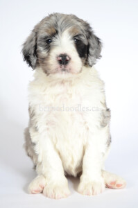 bernedoodles, bernedoodle puppies, bernedoodlees for sale, bernedoodles in canada, tri colour bernedoodles, tri colour, tri colour bernedoodles, tri colour bernedoodles, bernedoodles, bernedoodle breeders, bernedoodle breeders, bernedoodles, bernedoodles, bernedoodles. bernedoodle puppies for sale, berniedoodles, bernadoodles, bernesedoodles, bernedoodles, bernedoodles, bernedoodles, bernedoodle, bernedoodle, bernedoodle, bernedoodle, bernedoodle, bernedoodle puppies, bernedoodle breeders, bernedoodles, bernedoodle puppies, available bernedoodle puppies, available Bernedoodle puppies, tri colour bernedoodle,bernedoodle, bernedoodle, bernedoodle, bernedoodle, bernedoodles, bernedoodle puppies Ontario, bernedoodle, bernedooodle, bernedoodle, bernedoodle, bernedoodle, bernedoodle, bernedoodles, bernedoodle puppies, bernedoodle puppy, bernedoodle breeder in Canada, bernedoodle breeder in Ontario, bernedoodles, bernedoodles for sale, bernedoodles, Willow Brooke Bernedoodles, bernadoodles, available puppies, available Bernedoodle puppies, bernedoodles British Columbia, bernedoodles Alberta, bernedoodles Ontario, bernedoodles Toronto, bernedoodles Quebec, bernedoodles Nova Scotia, bernedoodles Newfoundland, bernedoodles New Brunswick, Bernese mountain dog, labradoodles, goldendoodles, bernedoodles, swiss ridge, swiss ridge kennel, swiss ridge bernedoodles, bernadoodles, berniedoodles, bernedoodles for sale, bernedoodles, bernedoodle, bernedoodle, bernedoodle, bernedoodle, bernedoodle, bernedoodle, bernedoodles, bernedoodles, bernedoodles, bernedoodle, bernedoodle puppy, bernedoodles Toronto, bernedoodles, bernedoodles, bernedoodle, bernedoodles, bernedoodle, bernedoodle, bernedoodle, bernedoodle, bernedoodle, bernedoodle, bernedoodles, bernedoodle, bernedoodles, bernedoodles, bernedoodles, Willow Brooke Bernedoodles, available Bernedoodle puppies, Bernedoodles Canada, bernedoodle, burnadoodle, berniedoodle, bernadoodle, bernadoodle, bernedoodle, bernedoodles, Bernedoodles, Bernese Mountain Dog, Poodle, Standard Poodle, Moyan Poodle, Mini Bernedoodle, Medium Bernedoodle, Standard Bernedoodle, Bernedoodles, bernedoodle, Bernedoodle Canada, bernedoodles bernedoodles bernedoodles, bernedoodles, Willow Brooke Bernedoodles, available bernedoodles, available Bernedoodles, Bernedoodles, bernedoodles, bernedoodle, bernedoodle, bernedoodles, bernedoodle, bernedoodle, bernedoodles, bernedoodle puppy, bernedoodle, bernedoodle, bernedoodles, bernedoodles, bernedoodle, bernedoodle, bernedoodles, bernedoodle puppies, bernedoodle breeder, Ontario bernedoodle puppies, bernedoodles for sale, available bernedoodle puppies, bernedoodle litters, bernedoodles in New York, bernedoodle, bernedoodle puppy, bernedoodle puppies, bernedoodles Ontario, bernedoodle, bernadoodle, bernadoodle, bernedoodles, bernedoodle puppies for sale, puppies for sale, bernedoodle, berniedoodle, bernedoodles in ontario, bernedoodles in Canada