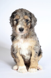 bernedoodles, bernedoodle puppies, bernedoodlees for sale, bernedoodles in canada, tri colour bernedoodles, tri colour, tri colour bernedoodles, tri colour bernedoodles, bernedoodles, bernedoodle breeders, bernedoodle breeders, bernedoodles, bernedoodles, bernedoodles. bernedoodle puppies for sale, berniedoodles, bernadoodles, bernesedoodles, bernedoodles, bernedoodles, bernedoodles, bernedoodle, bernedoodle, bernedoodle, bernedoodle, bernedoodle, bernedoodle puppies, bernedoodle breeders, bernedoodles, bernedoodle puppies, available bernedoodle puppies, available Bernedoodle puppies, tri colour bernedoodle,bernedoodle, bernedoodle, bernedoodle, bernedoodle, bernedoodles, bernedoodle puppies Ontario, bernedoodle, bernedooodle, bernedoodle, bernedoodle, bernedoodle, bernedoodle, bernedoodles, bernedoodle puppies, bernedoodle puppy, bernedoodle breeder in Canada, bernedoodle breeder in Ontario, bernedoodles, bernedoodles for sale, bernedoodles, Willow Brooke Bernedoodles, bernadoodles, available puppies, available Bernedoodle puppies, bernedoodles British Columbia, bernedoodles Alberta, bernedoodles Ontario, bernedoodles Toronto, bernedoodles Quebec, bernedoodles Nova Scotia, bernedoodles Newfoundland, bernedoodles New Brunswick, Bernese mountain dog, labradoodles, goldendoodles, bernedoodles, swiss ridge, swiss ridge kennel, swiss ridge bernedoodles, bernadoodles, berniedoodles, bernedoodles for sale, bernedoodles, bernedoodle, bernedoodle, bernedoodle, bernedoodle, bernedoodle, bernedoodle, bernedoodles, bernedoodles, bernedoodles, bernedoodle, bernedoodle puppy, bernedoodles Toronto, bernedoodles, bernedoodles, bernedoodle, bernedoodles, bernedoodle, bernedoodle, bernedoodle, bernedoodle, bernedoodle, bernedoodle, bernedoodles, bernedoodle, bernedoodles, bernedoodles, bernedoodles, Willow Brooke Bernedoodles, available Bernedoodle puppies, Bernedoodles Canada, bernedoodle, burnadoodle, berniedoodle, bernadoodle, bernadoodle, bernedoodle, bernedoodles, Bernedoodles, Bernese Mountain Dog, Poodle, Standard Poodle, Moyan Poodle, Mini Bernedoodle, Medium Bernedoodle, Standard Bernedoodle, Bernedoodles, bernedoodle, Bernedoodle Canada, bernedoodles bernedoodles bernedoodles, bernedoodles, Willow Brooke Bernedoodles, available bernedoodles, available Bernedoodles, Bernedoodles, bernedoodles, bernedoodle, bernedoodle, bernedoodles, bernedoodle, bernedoodle, bernedoodles, bernedoodle puppy, bernedoodle, bernedoodle, bernedoodles, bernedoodles, bernedoodle, bernedoodle, bernedoodles, bernedoodle puppies, bernedoodle breeder, Ontario bernedoodle puppies, bernedoodles for sale, available bernedoodle puppies, bernedoodle litters, bernedoodles in New York, bernedoodle, bernedoodle puppy, bernedoodle puppies, bernedoodles Ontario, bernedoodle, bernadoodle, bernadoodle, bernedoodles, bernedoodle puppies for sale, puppies for sale, bernedoodle, berniedoodle, bernedoodles in ontario, bernedoodles in Canada