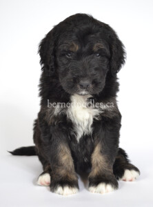 bernedoodles, bernedoodle puppies, bernedoodlees for sale, bernedoodles in canada, tri colour bernedoodles, tri colour, tri colour bernedoodles, tri colour bernedoodles, bernedoodles, bernedoodle breeders, bernedoodle breeders, bernedoodles, bernedoodles, bernedoodles. bernedoodle puppies for sale, berniedoodles, bernadoodles, bernesedoodles, bernedoodles, bernedoodles, bernedoodles, bernedoodle, bernedoodle, bernedoodle, bernedoodle, bernedoodle, bernedoodle puppies, bernedoodle breeders, bernedoodles, bernedoodle puppies, available bernedoodle puppies, available Bernedoodle puppies, tri colour bernedoodle,bernedoodle, bernedoodle, bernedoodle, bernedoodle, bernedoodles, bernedoodle puppies Ontario, bernedoodle, bernedooodle, bernedoodle, bernedoodle, bernedoodle, bernedoodle, bernedoodles, bernedoodle puppies, bernedoodle puppy, bernedoodle breeder in Canada, bernedoodle breeder in Ontario, bernedoodles, bernedoodles for sale, bernedoodles, Willow Brooke Bernedoodles, bernadoodles, available puppies, available Bernedoodle puppies, bernedoodles British Columbia, bernedoodles Alberta, bernedoodles Ontario, bernedoodles Toronto, bernedoodles Quebec, bernedoodles Nova Scotia, bernedoodles Newfoundland, bernedoodles New Brunswick, Bernese mountain dog, labradoodles, goldendoodles, bernedoodles, swiss ridge, swiss ridge kennel, swiss ridge bernedoodles, bernadoodles, berniedoodles, bernedoodles for sale, bernedoodles, bernedoodle, bernedoodle, bernedoodle, bernedoodle, bernedoodle, bernedoodle, bernedoodles, bernedoodles, bernedoodles, bernedoodle, bernedoodle puppy, bernedoodles Toronto, bernedoodles, bernedoodles, bernedoodle, bernedoodles, bernedoodle, bernedoodle, bernedoodle, bernedoodle, bernedoodle, bernedoodle, bernedoodles, bernedoodle, bernedoodles, bernedoodles, bernedoodles, Willow Brooke Bernedoodles, available Bernedoodle puppies, Bernedoodles Canada, bernedoodle, burnadoodle, berniedoodle, bernadoodle, bernadoodle, bernedoodle, bernedoodles, Bernedoodles, Bernese Mountain Dog, Poodle, Standard Poodle, Moyan Poodle, Mini Bernedoodle, Medium Bernedoodle, Standard Bernedoodle, Bernedoodles, bernedoodle, Bernedoodle Canada, bernedoodles bernedoodles bernedoodles, bernedoodles, Willow Brooke Bernedoodles, available bernedoodles, available Bernedoodles, Bernedoodles, bernedoodles, bernedoodle, bernedoodle, bernedoodles, bernedoodle, bernedoodle, bernedoodles, bernedoodle puppy, bernedoodle, bernedoodle, bernedoodles, bernedoodles, bernedoodle, bernedoodle, bernedoodles, bernedoodle puppies, bernedoodle breeder, Ontario bernedoodle puppies, bernedoodles for sale, available bernedoodle puppies, bernedoodle litters, bernedoodles in New York, bernedoodle, bernedoodle puppy, bernedoodle puppies, bernedoodles Ontario, bernedoodle, bernadoodle, bernadoodle, bernedoodles, bernedoodle puppies for sale, puppies for sale, bernedoodle, berniedoodle, bernedoodles in ontario, bernedoodles in Canada