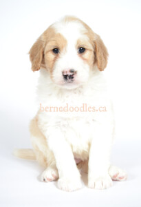 bernedoodles, bernedoodle puppies, bernedoodlees for sale, bernedoodles in canada, tri colour bernedoodles, tri colour, tri colour bernedoodles, tri colour bernedoodles, bernedoodles, bernedoodle breeders, bernedoodle breeders, bernedoodles, bernedoodles, bernedoodles. bernedoodle puppies for sale, berniedoodles, bernadoodles, bernesedoodles, bernedoodles, bernedoodles, bernedoodles, bernedoodle, bernedoodle, bernedoodle, bernedoodle, bernedoodle, bernedoodle puppies, bernedoodle breeders, bernedoodles, bernedoodle puppies, available bernedoodle puppies, available Bernedoodle puppies, tri colour bernedoodle,bernedoodle, bernedoodle, bernedoodle, bernedoodle, bernedoodles, bernedoodle puppies Ontario, bernedoodle, bernedooodle, bernedoodle, bernedoodle, bernedoodle, bernedoodle, bernedoodles, bernedoodle puppies, bernedoodle puppy, bernedoodle breeder in Canada, bernedoodle breeder in Ontario, bernedoodles, bernedoodles for sale, bernedoodles, Willow Brooke Bernedoodles, bernadoodles, available puppies, available Bernedoodle puppies, bernedoodles British Columbia, bernedoodles Alberta, bernedoodles Ontario, bernedoodles Toronto, bernedoodles Quebec, bernedoodles Nova Scotia, bernedoodles Newfoundland, bernedoodles New Brunswick, Bernese mountain dog, labradoodles, goldendoodles, bernedoodles, swiss ridge, swiss ridge kennel, swiss ridge bernedoodles, bernadoodles, berniedoodles, bernedoodles for sale, bernedoodles, bernedoodle, bernedoodle, bernedoodle, bernedoodle, bernedoodle, bernedoodle, bernedoodles, bernedoodles, bernedoodles, bernedoodle, bernedoodle puppy, bernedoodles Toronto, bernedoodles, bernedoodles, bernedoodle, bernedoodles, bernedoodle, bernedoodle, bernedoodle, bernedoodle, bernedoodle, bernedoodle, bernedoodles, bernedoodle, bernedoodles, bernedoodles, bernedoodles, Willow Brooke Bernedoodles, available Bernedoodle puppies, Bernedoodles Canada, bernedoodle, burnadoodle, berniedoodle, bernadoodle, bernadoodle, bernedoodle, bernedoodles, Bernedoodles, Bernese Mountain Dog, Poodle, Standard Poodle, Moyan Poodle, Mini Bernedoodle, Medium Bernedoodle, Standard Bernedoodle, Bernedoodles, bernedoodle, Bernedoodle Canada, bernedoodles bernedoodles bernedoodles, bernedoodles, Willow Brooke Bernedoodles, available bernedoodles, available Bernedoodles, Bernedoodles, bernedoodles, bernedoodle, bernedoodle, bernedoodles, bernedoodle, bernedoodle, bernedoodles, bernedoodle puppy, bernedoodle, bernedoodle, bernedoodles, bernedoodles, bernedoodle, bernedoodle, bernedoodles, bernedoodle puppies, bernedoodle breeder, Ontario bernedoodle puppies, bernedoodles for sale, available bernedoodle puppies, bernedoodle litters, bernedoodles in New York, bernedoodle, bernedoodle puppy, bernedoodle puppies, bernedoodles Ontario, bernedoodle, bernadoodle, bernadoodle, bernedoodles, bernedoodle puppies for sale, puppies for sale, bernedoodle, berniedoodle, bernedoodles in ontario, bernedoodles in Canada