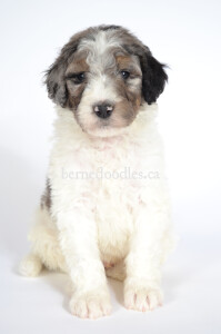 bernedoodles, bernedoodle puppies, bernedoodlees for sale, bernedoodles in canada, tri colour bernedoodles, tri colour, tri colour bernedoodles, tri colour bernedoodles, bernedoodles, bernedoodle breeders, bernedoodle breeders, bernedoodles, bernedoodles, bernedoodles. bernedoodle puppies for sale, berniedoodles, bernadoodles, bernesedoodles, bernedoodles, bernedoodles, bernedoodles, bernedoodle, bernedoodle, bernedoodle, bernedoodle, bernedoodle, bernedoodle puppies, bernedoodle breeders, bernedoodles, bernedoodle puppies, available bernedoodle puppies, available Bernedoodle puppies, tri colour bernedoodle,bernedoodle, bernedoodle, bernedoodle, bernedoodle, bernedoodles, bernedoodle puppies Ontario, bernedoodle, bernedooodle, bernedoodle, bernedoodle, bernedoodle, bernedoodle, bernedoodles, bernedoodle puppies, bernedoodle puppy, bernedoodle breeder in Canada, bernedoodle breeder in Ontario, bernedoodles, bernedoodles for sale, bernedoodles, Willow Brooke Bernedoodles, bernadoodles, available puppies, available Bernedoodle puppies, bernedoodles British Columbia, bernedoodles Alberta, bernedoodles Ontario, bernedoodles Toronto, bernedoodles Quebec, bernedoodles Nova Scotia, bernedoodles Newfoundland, bernedoodles New Brunswick, Bernese mountain dog, labradoodles, goldendoodles, bernedoodles, swiss ridge, swiss ridge kennel, swiss ridge bernedoodles, bernadoodles, berniedoodles, bernedoodles for sale, bernedoodles, bernedoodle, bernedoodle, bernedoodle, bernedoodle, bernedoodle, bernedoodle, bernedoodles, bernedoodles, bernedoodles, bernedoodle, bernedoodle puppy, bernedoodles Toronto, bernedoodles, bernedoodles, bernedoodle, bernedoodles, bernedoodle, bernedoodle, bernedoodle, bernedoodle, bernedoodle, bernedoodle, bernedoodles, bernedoodle, bernedoodles, bernedoodles, bernedoodles, Willow Brooke Bernedoodles, available Bernedoodle puppies, Bernedoodles Canada, bernedoodle, burnadoodle, berniedoodle, bernadoodle, bernadoodle, bernedoodle, bernedoodles, Bernedoodles, Bernese Mountain Dog, Poodle, Standard Poodle, Moyan Poodle, Mini Bernedoodle, Medium Bernedoodle, Standard Bernedoodle, Bernedoodles, bernedoodle, Bernedoodle Canada, bernedoodles bernedoodles bernedoodles, bernedoodles, Willow Brooke Bernedoodles, available bernedoodles, available Bernedoodles, Bernedoodles, bernedoodles, bernedoodle, bernedoodle, bernedoodles, bernedoodle, bernedoodle, bernedoodles, bernedoodle puppy, bernedoodle, bernedoodle, bernedoodles, bernedoodles, bernedoodle, bernedoodle, bernedoodles, bernedoodle puppies, bernedoodle breeder, Ontario bernedoodle puppies, bernedoodles for sale, available bernedoodle puppies, bernedoodle litters, bernedoodles in New York, bernedoodle, bernedoodle puppy, bernedoodle puppies, bernedoodles Ontario, bernedoodle, bernadoodle, bernadoodle, bernedoodles, bernedoodle puppies for sale, puppies for sale, bernedoodle, berniedoodle, bernedoodles in ontario, bernedoodles in Canada