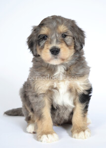 bernedoodles, bernedoodle puppies, bernedoodlees for sale, bernedoodles in canada, tri colour bernedoodles, tri colour, tri colour bernedoodles, tri colour bernedoodles, bernedoodles, bernedoodle breeders, bernedoodle breeders, bernedoodles, bernedoodles, bernedoodles. bernedoodle puppies for sale, berniedoodles, bernadoodles, bernesedoodles, bernedoodles, bernedoodles, bernedoodles, bernedoodle, bernedoodle, bernedoodle, bernedoodle, bernedoodle, bernedoodle puppies, bernedoodle breeders, bernedoodles, bernedoodle puppies, available bernedoodle puppies, available Bernedoodle puppies, tri colour bernedoodle,bernedoodle, bernedoodle, bernedoodle, bernedoodle, bernedoodles, bernedoodle puppies Ontario, bernedoodle, bernedooodle, bernedoodle, bernedoodle, bernedoodle, bernedoodle, bernedoodles, bernedoodle puppies, bernedoodle puppy, bernedoodle breeder in Canada, bernedoodle breeder in Ontario, bernedoodles, bernedoodles for sale, bernedoodles, Willow Brooke Bernedoodles, bernadoodles, available puppies, available Bernedoodle puppies, bernedoodles British Columbia, bernedoodles Alberta, bernedoodles Ontario, bernedoodles Toronto, bernedoodles Quebec, bernedoodles Nova Scotia, bernedoodles Newfoundland, bernedoodles New Brunswick, Bernese mountain dog, labradoodles, goldendoodles, bernedoodles, swiss ridge, swiss ridge kennel, swiss ridge bernedoodles, bernadoodles, berniedoodles, bernedoodles for sale, bernedoodles, bernedoodle, bernedoodle, bernedoodle, bernedoodle, bernedoodle, bernedoodle, bernedoodles, bernedoodles, bernedoodles, bernedoodle, bernedoodle puppy, bernedoodles Toronto, bernedoodles, bernedoodles, bernedoodle, bernedoodles, bernedoodle, bernedoodle, bernedoodle, bernedoodle, bernedoodle, bernedoodle, bernedoodles, bernedoodle, bernedoodles, bernedoodles, bernedoodles, Willow Brooke Bernedoodles, available Bernedoodle puppies, Bernedoodles Canada, bernedoodle, burnadoodle, berniedoodle, bernadoodle, bernadoodle, bernedoodle, bernedoodles, Bernedoodles, Bernese Mountain Dog, Poodle, Standard Poodle, Moyan Poodle, Mini Bernedoodle, Medium Bernedoodle, Standard Bernedoodle, Bernedoodles, bernedoodle, Bernedoodle Canada, bernedoodles bernedoodles bernedoodles, bernedoodles, Willow Brooke Bernedoodles, available bernedoodles, available Bernedoodles, Bernedoodles, bernedoodles, bernedoodle, bernedoodle, bernedoodles, bernedoodle, bernedoodle, bernedoodles, bernedoodle puppy, bernedoodle, bernedoodle, bernedoodles, bernedoodles, bernedoodle, bernedoodle, bernedoodles, bernedoodle puppies, bernedoodle breeder, Ontario bernedoodle puppies, bernedoodles for sale, available bernedoodle puppies, bernedoodle litters, bernedoodles in New York, bernedoodle, bernedoodle puppy, bernedoodle puppies, bernedoodles Ontario, bernedoodle, bernadoodle, bernadoodle, bernedoodles, bernedoodle puppies for sale, puppies for sale, bernedoodle, berniedoodle, bernedoodles in ontario, bernedoodles in Canada